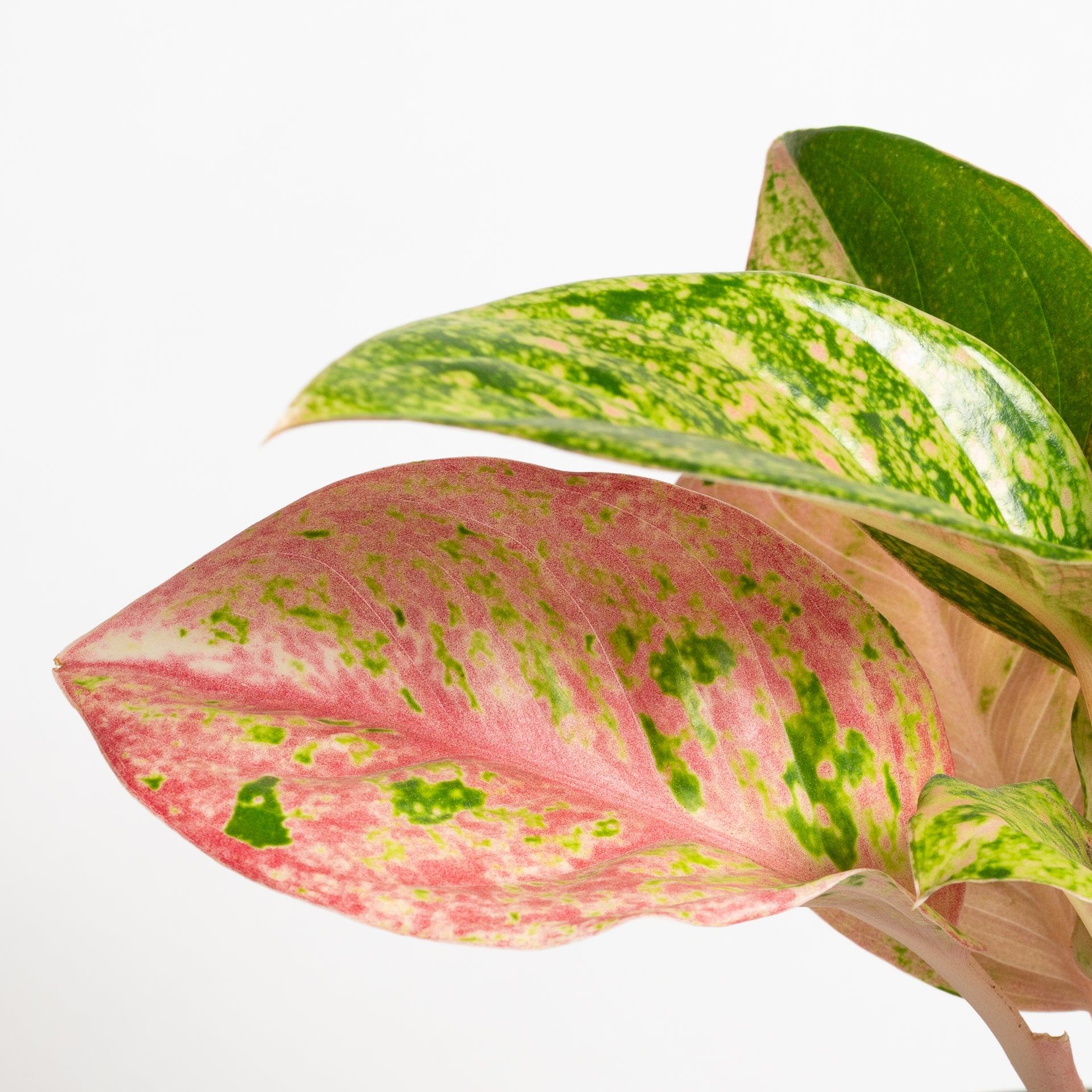 Chinese Evergreen  'Pink Emerald' 6" - Urban Sprouts