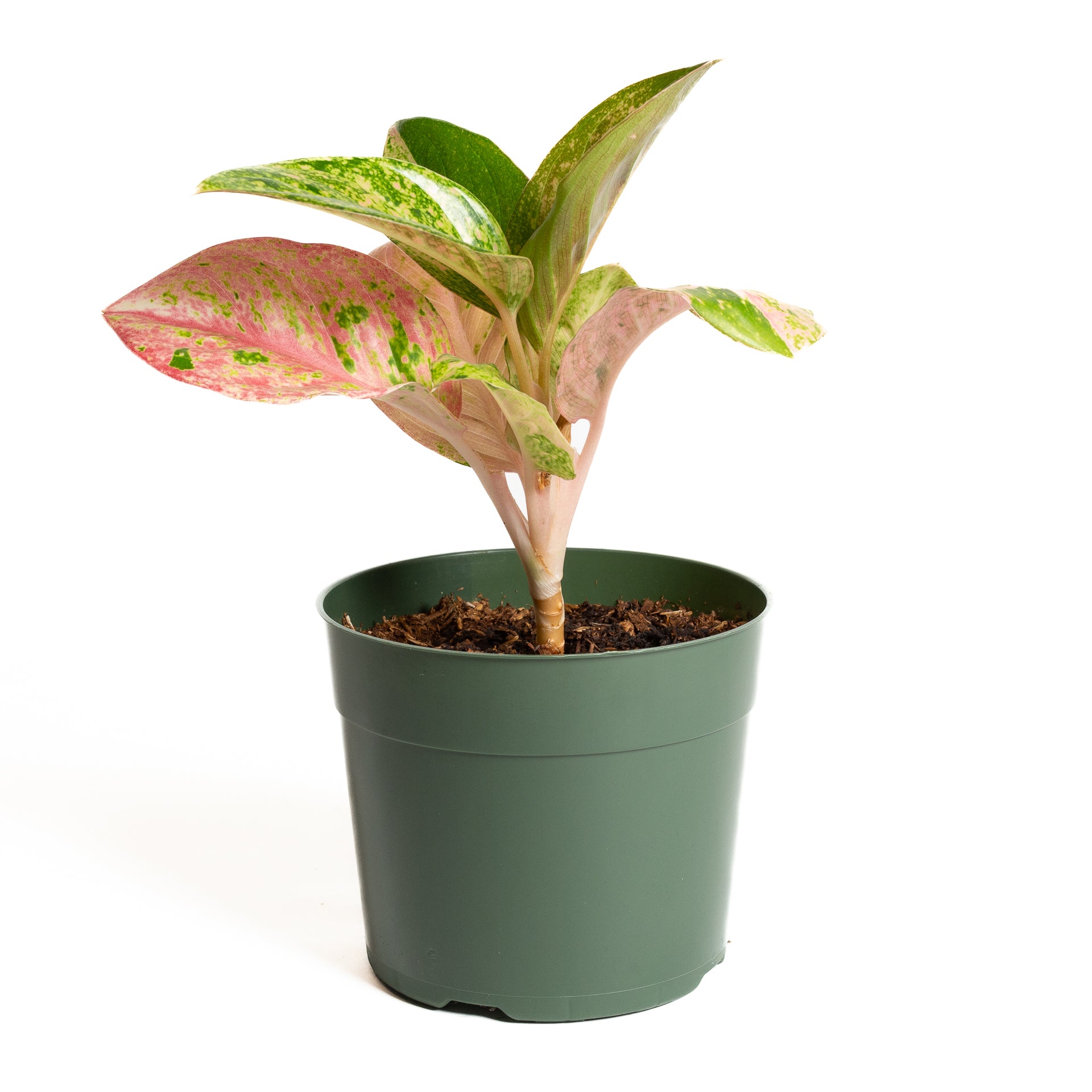 Chinese Evergreen  'Pink Emerald' 6" - Urban Sprouts