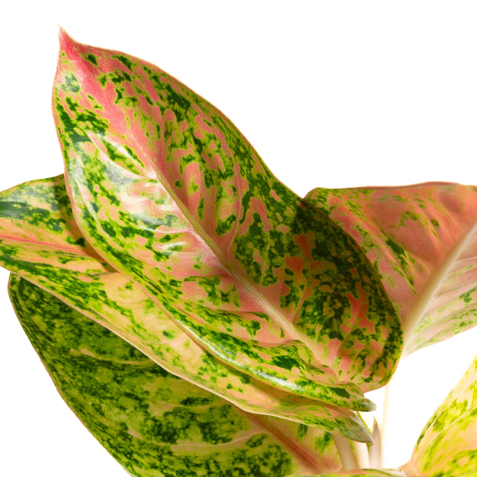 Chinese Evergreen  'Red Mahasi' 6" - Urban Sprouts