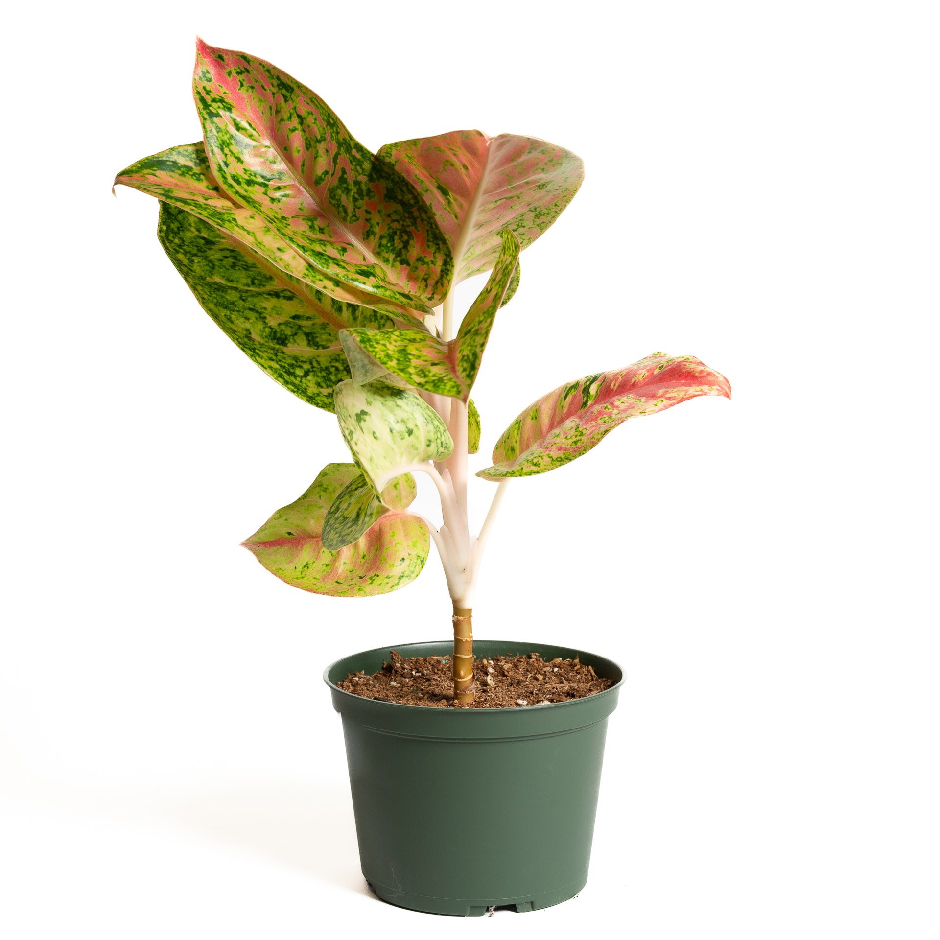 Chinese Evergreen  'Red Mahasi' 6" - Urban Sprouts
