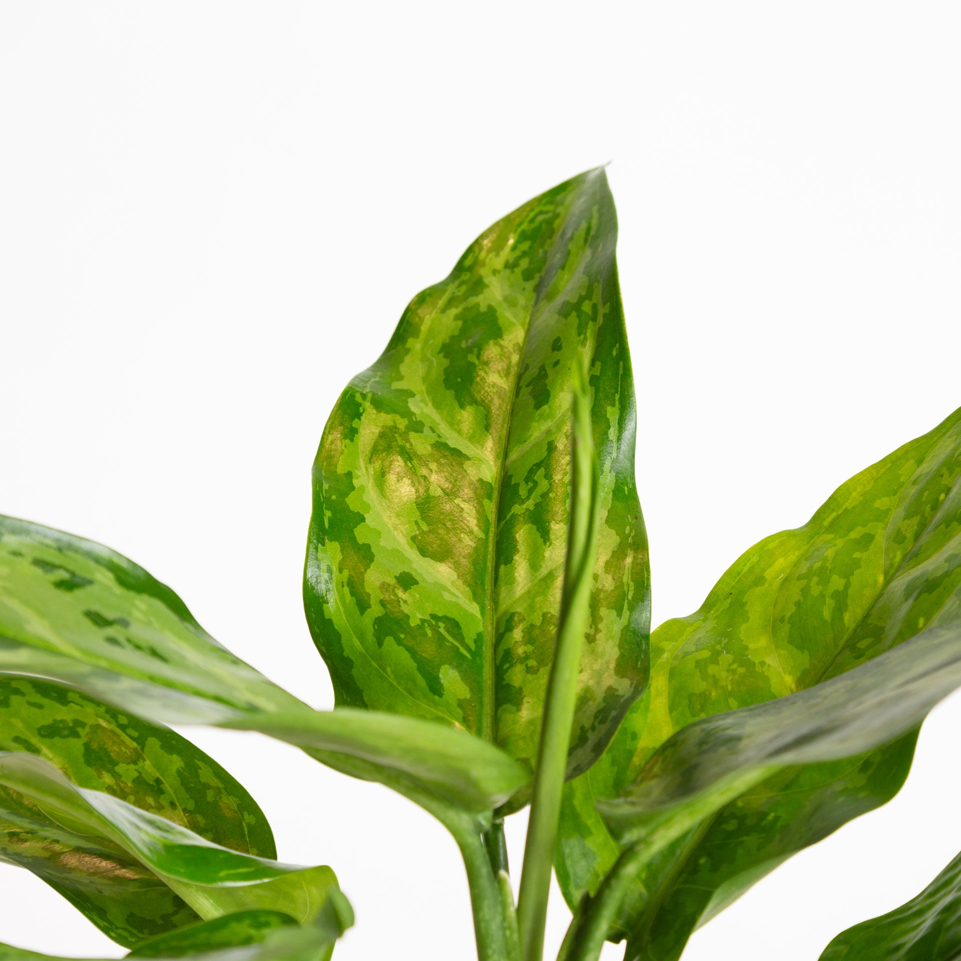 Chinese Evergreen 'Robelini' 6" - Urban Sprouts