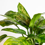 Chinese Evergreen 'Robelini' 8" - Urban Sprouts