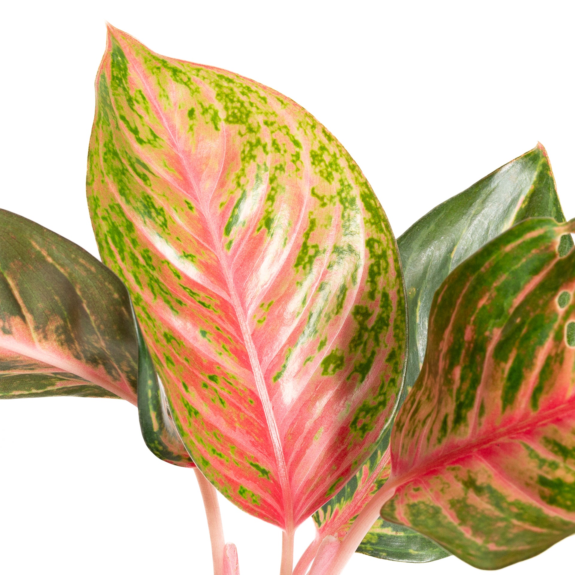 Chinese Evergreen 'Rubi' 6" - Urban Sprouts