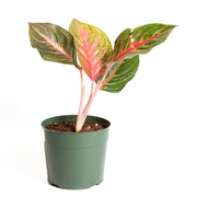 Chinese Evergreen 'Rubi' 6" - Urban Sprouts