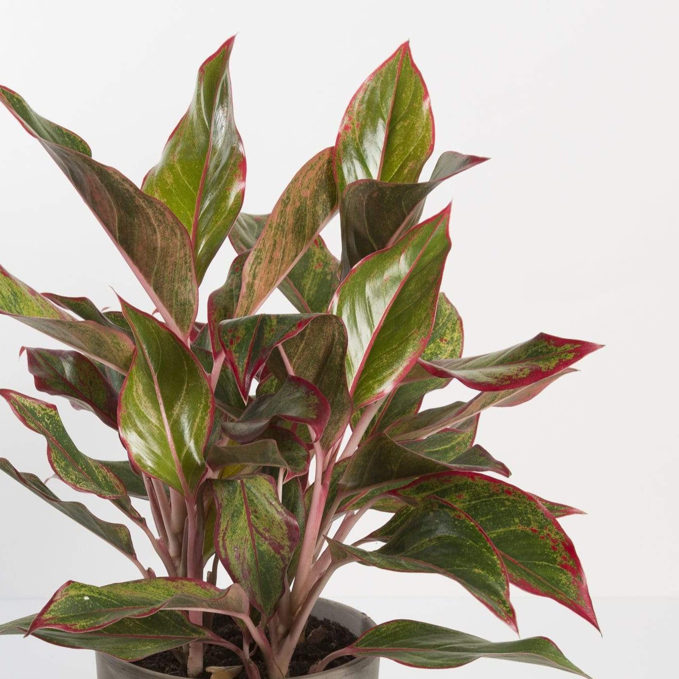 chinese evergreen aglaonema 'siam aurora' Chinese Evergreen 'Siam Aurora' 6" – Urban Sprouts