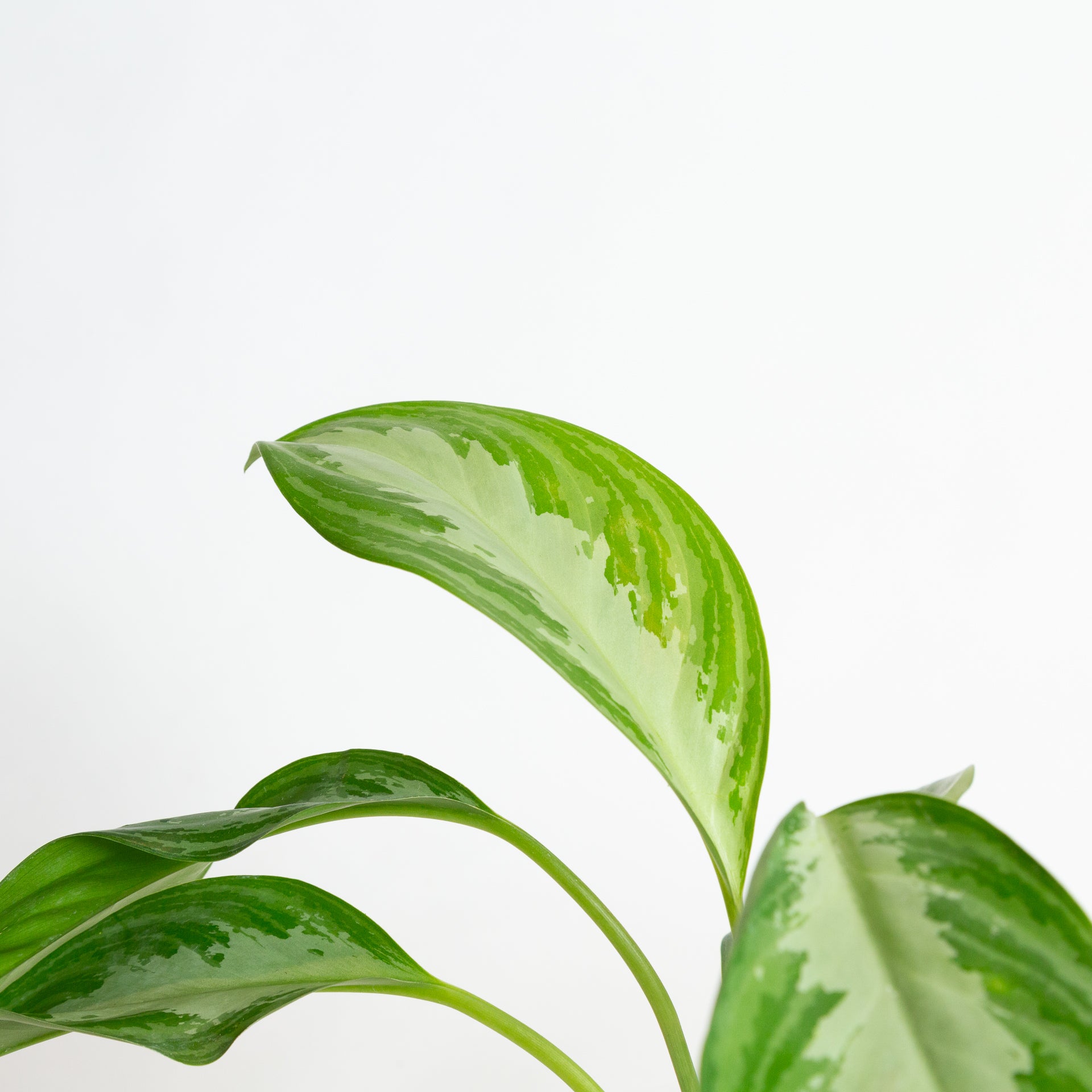 Chinese Evergreen 'Silver Bay' 4" - Urban Sprouts