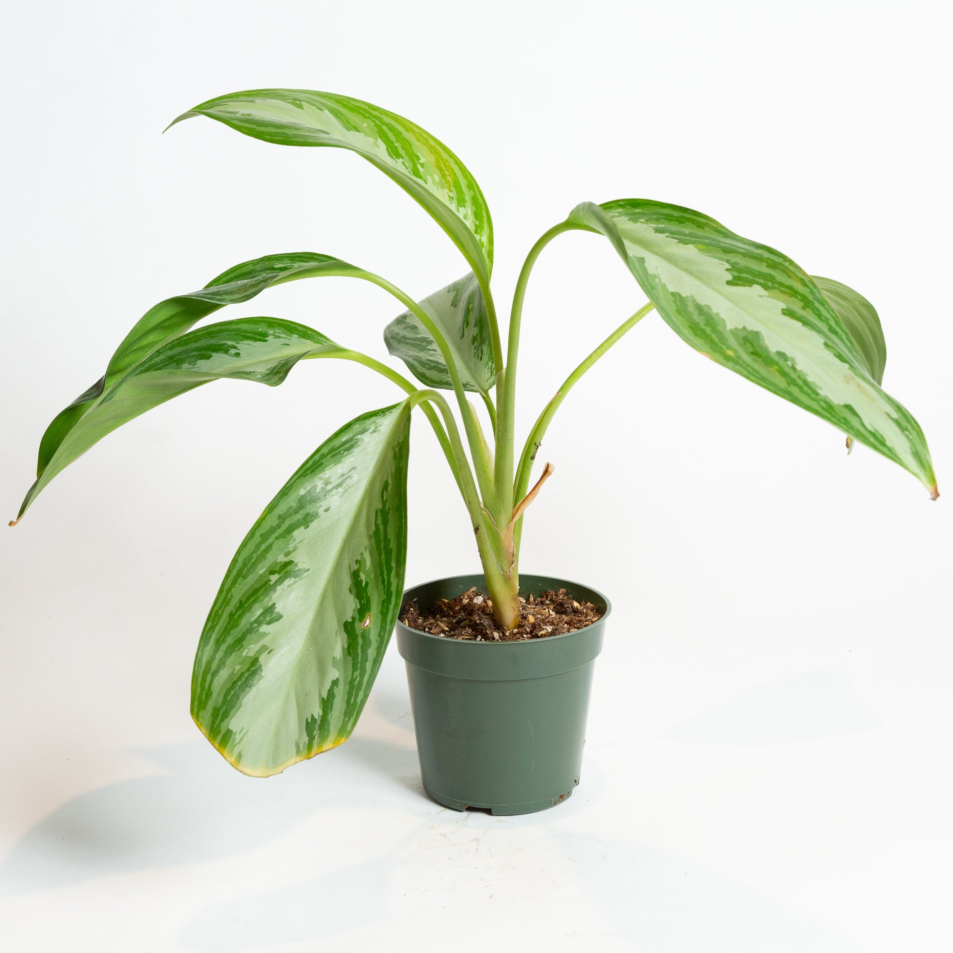Chinese Evergreen 'Silver Bay' 4" - Urban Sprouts