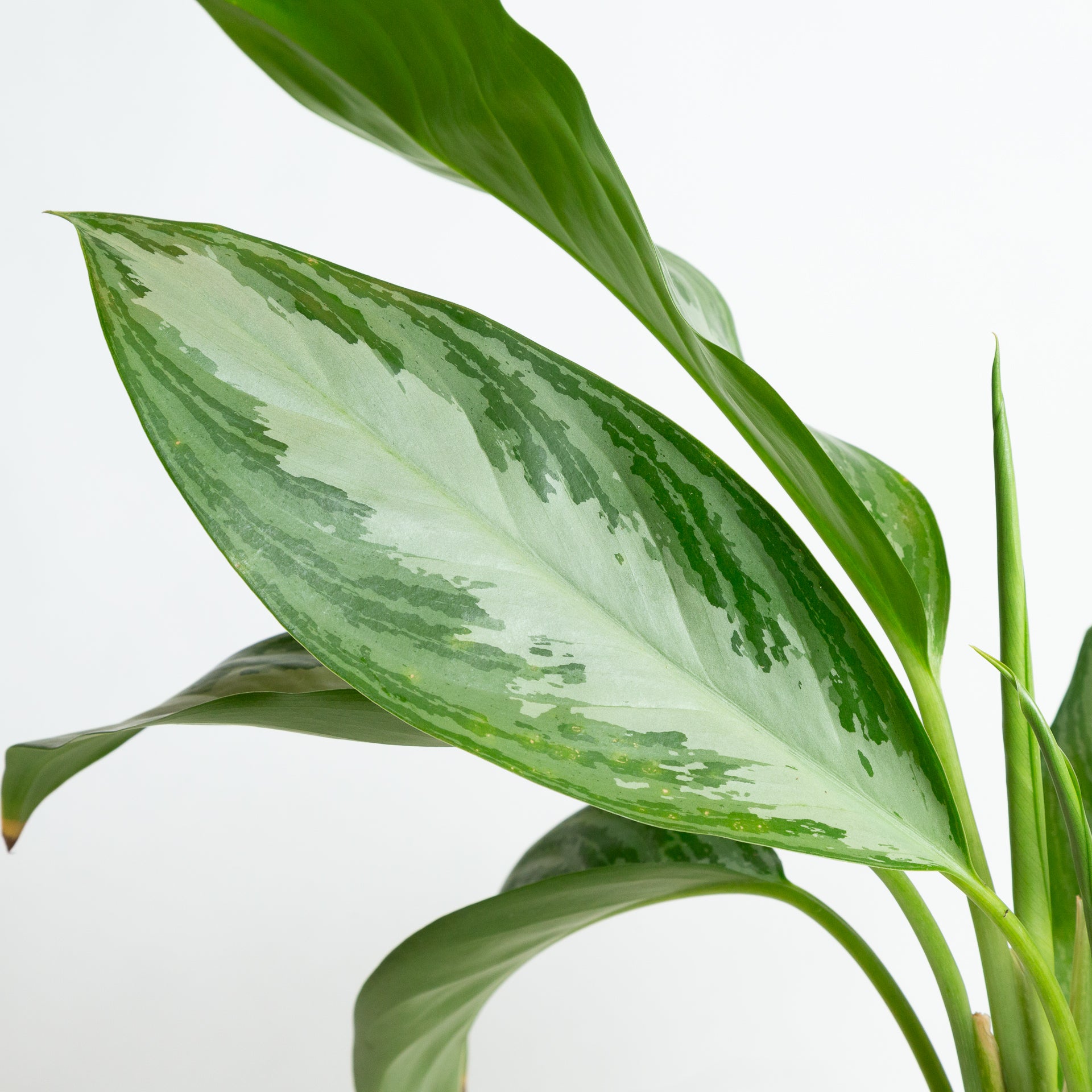 Chinese Evergreen 'Silver Bay' 6" - Urban Sprouts