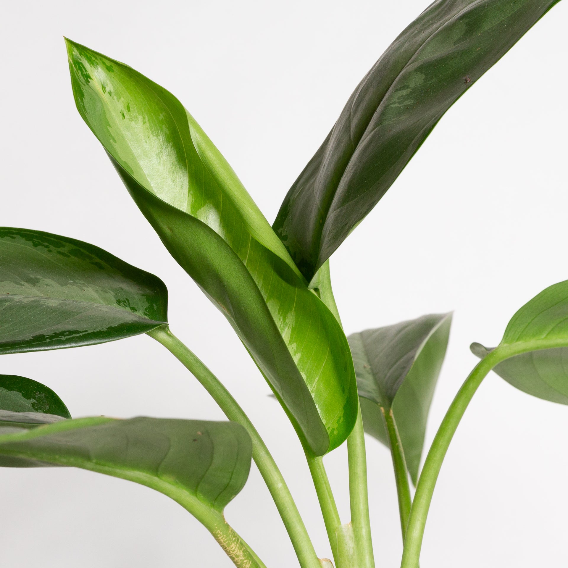 Chinese Evergreen 'Silverado' 8"