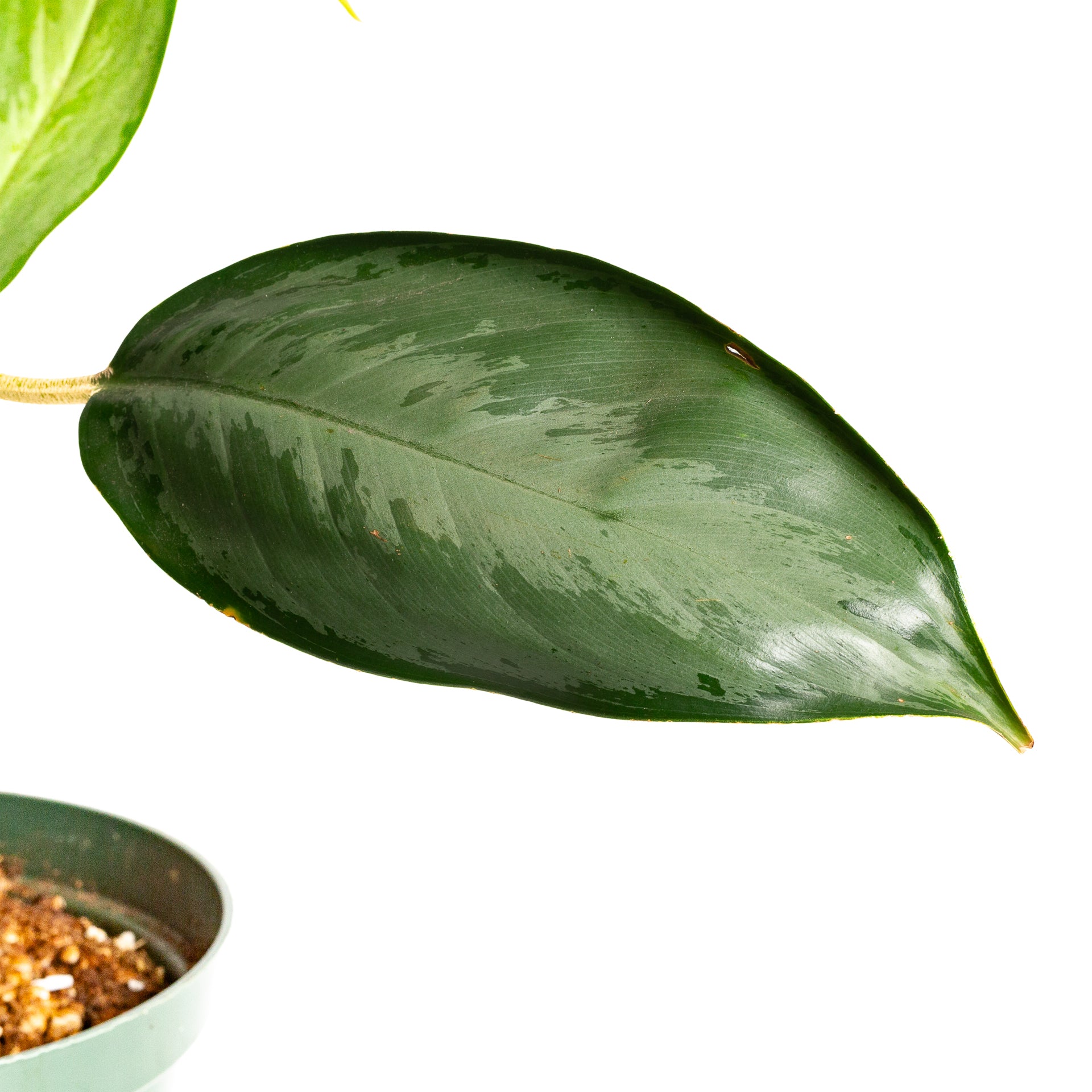 Chinese Evergreen 'Silverado' 8"