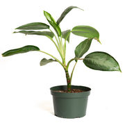 Chinese Evergreen 'Silverado' 8"