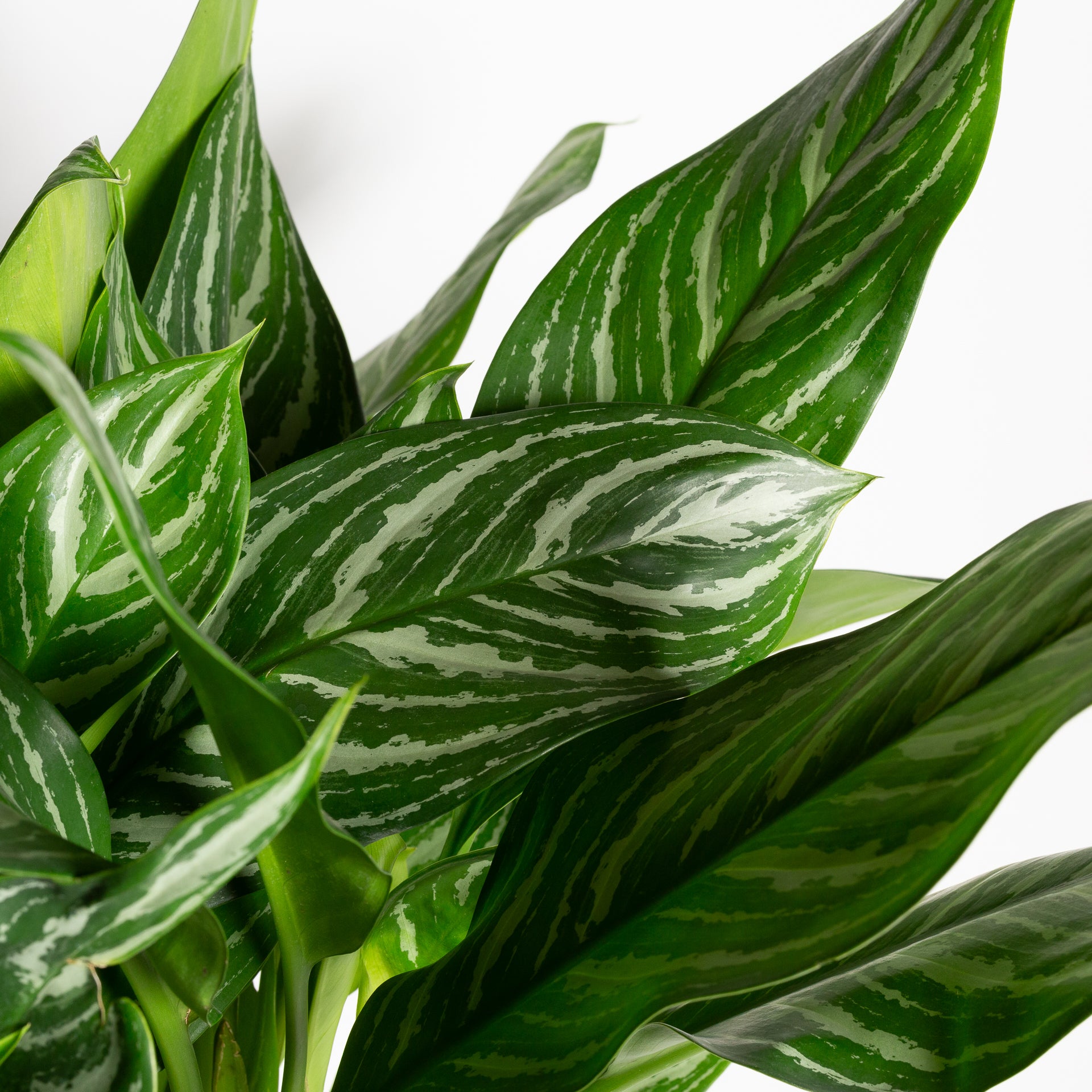 Chinese Evergreen 'Stripes' 10" - Urban Sprouts