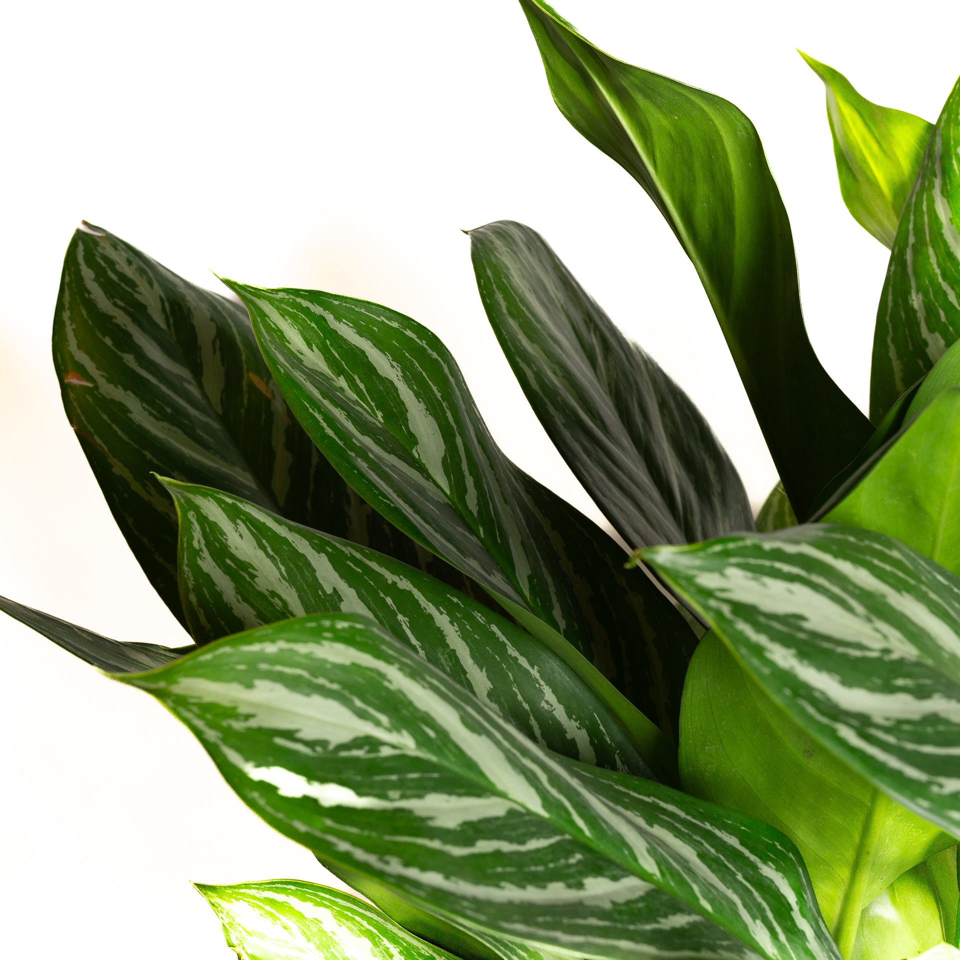 Chinese Evergreen 'Stripes' 10" - Urban Sprouts