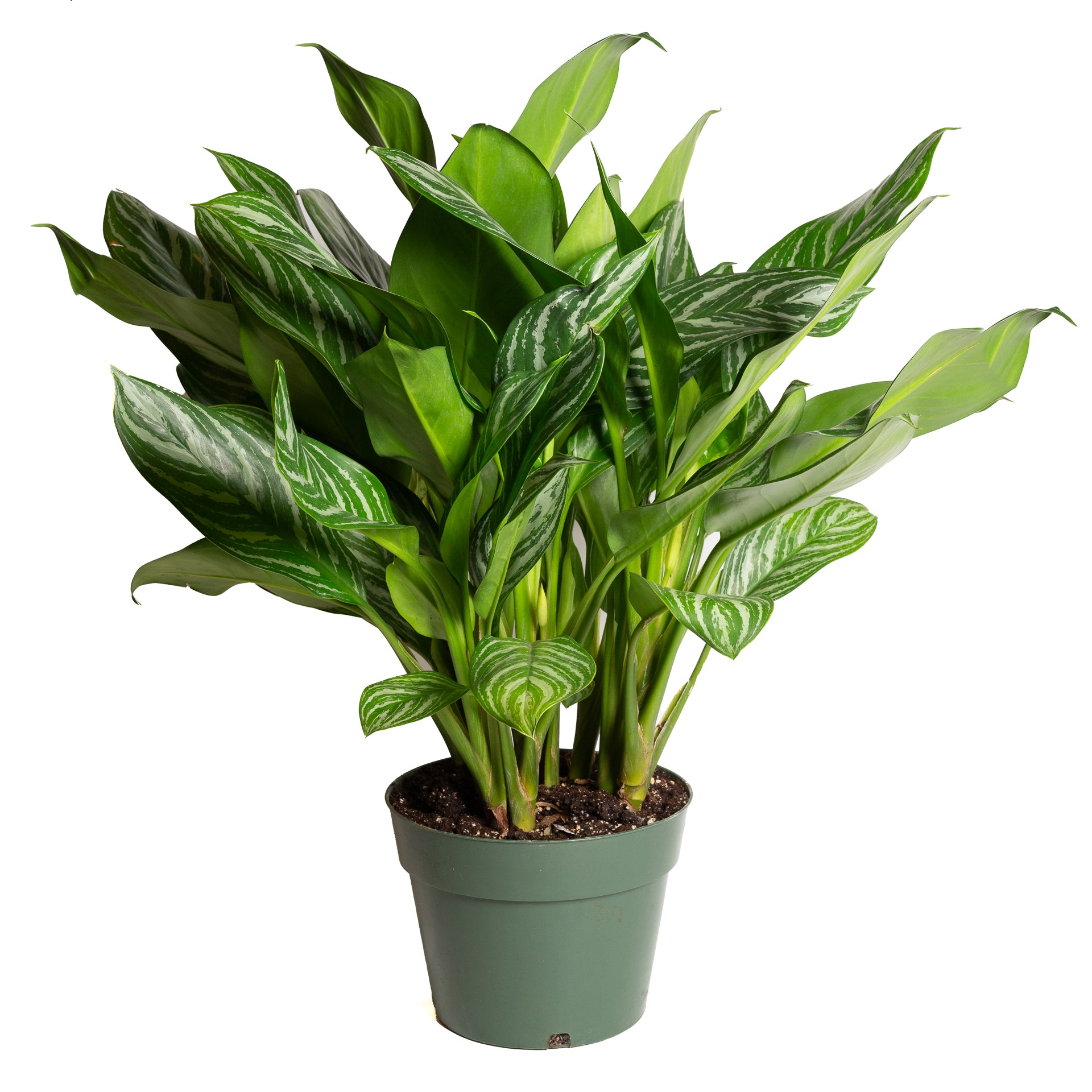Chinese Evergreen 'Stripes' 10" - Urban Sprouts