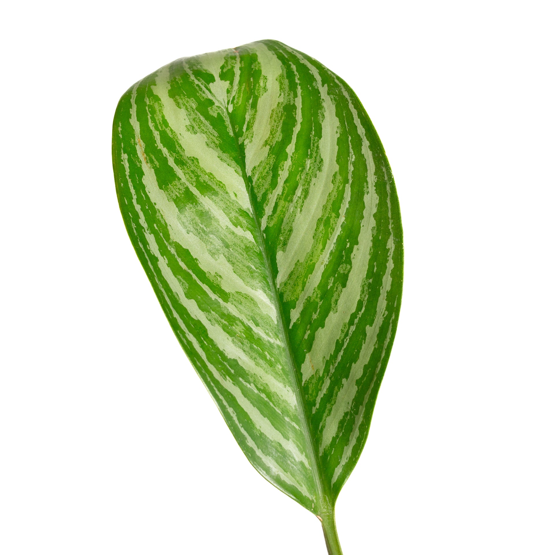 Chinese Evergreen 'Stripes' 4" - Urban Sprouts