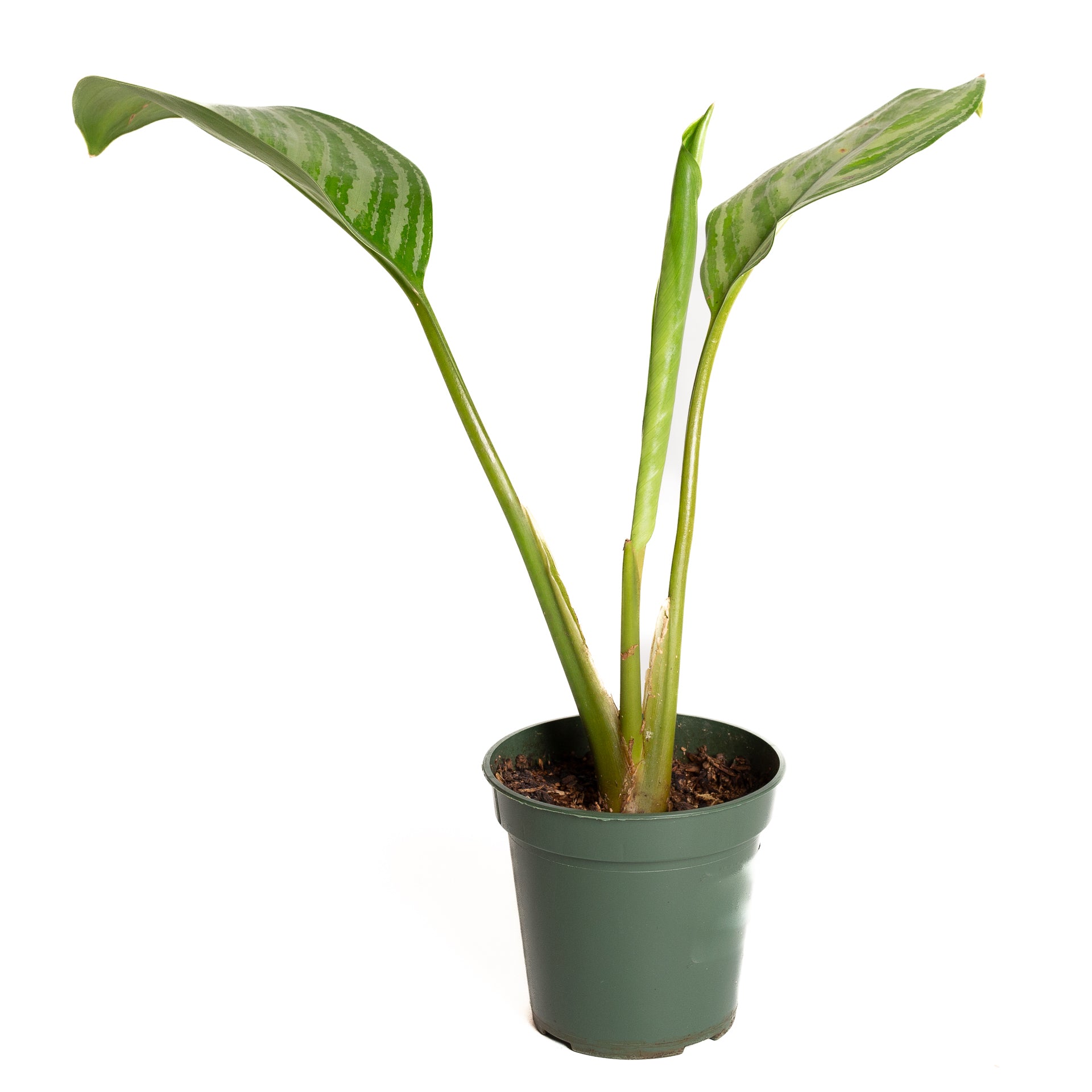 Chinese Evergreen 'Stripes' 4" - Urban Sprouts