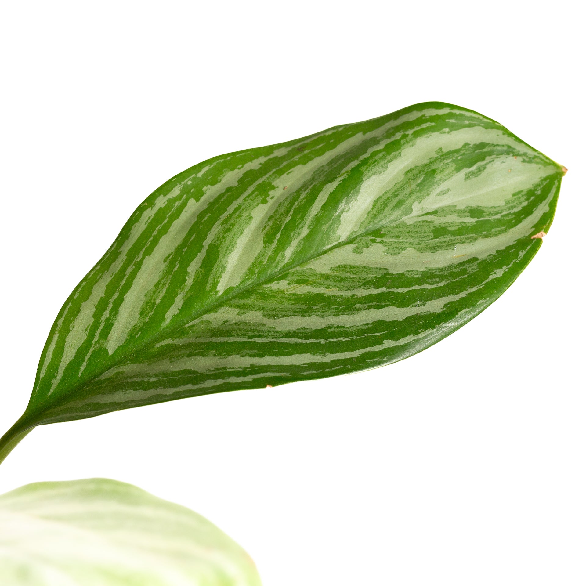 Chinese Evergreen 'Stripes' 6" - Urban Sprouts