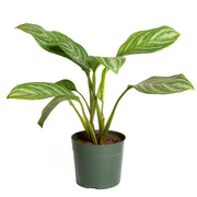 Chinese Evergreen 'Stripes' 6" - Urban Sprouts