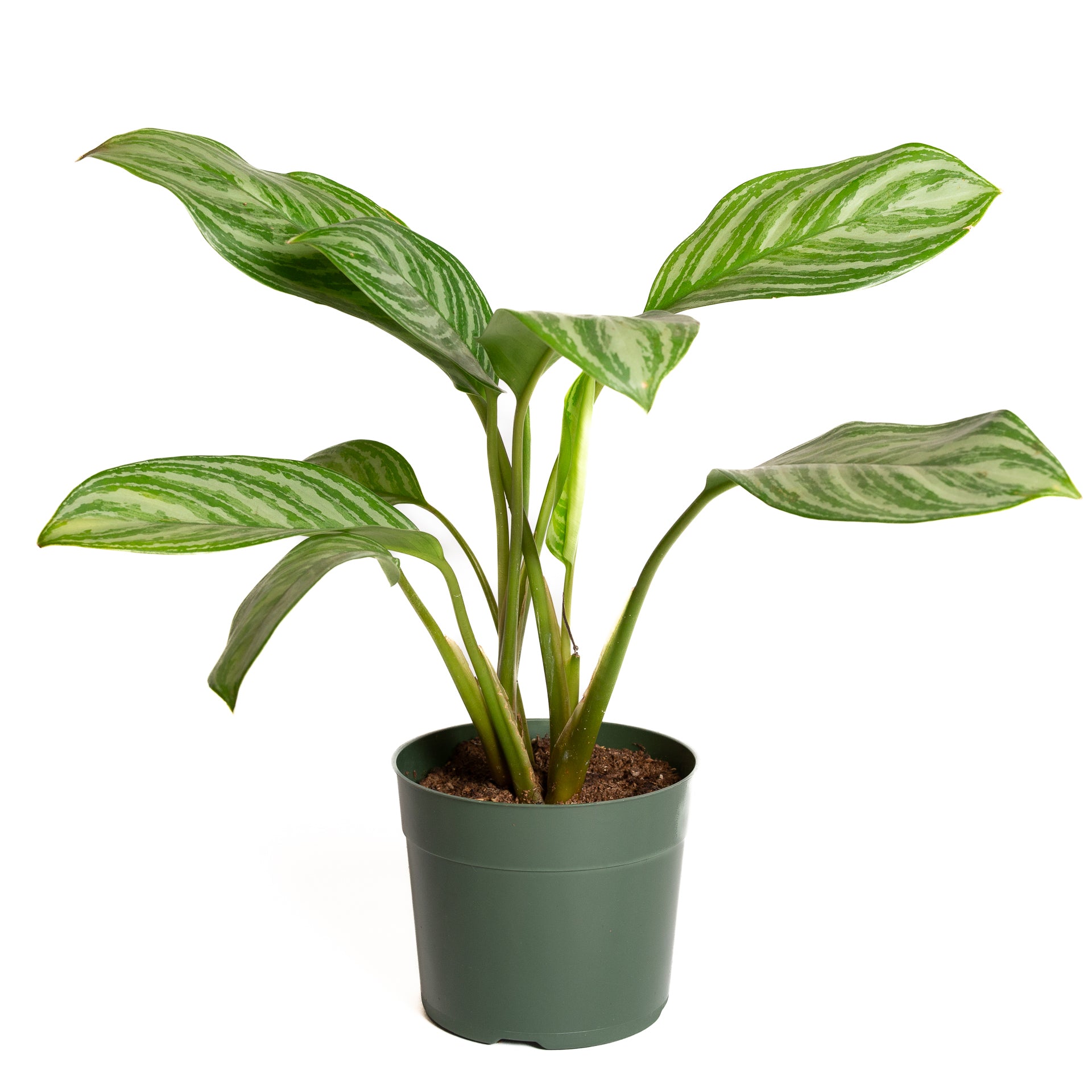 Chinese Evergreen 'Stripes' 6" - Urban Sprouts