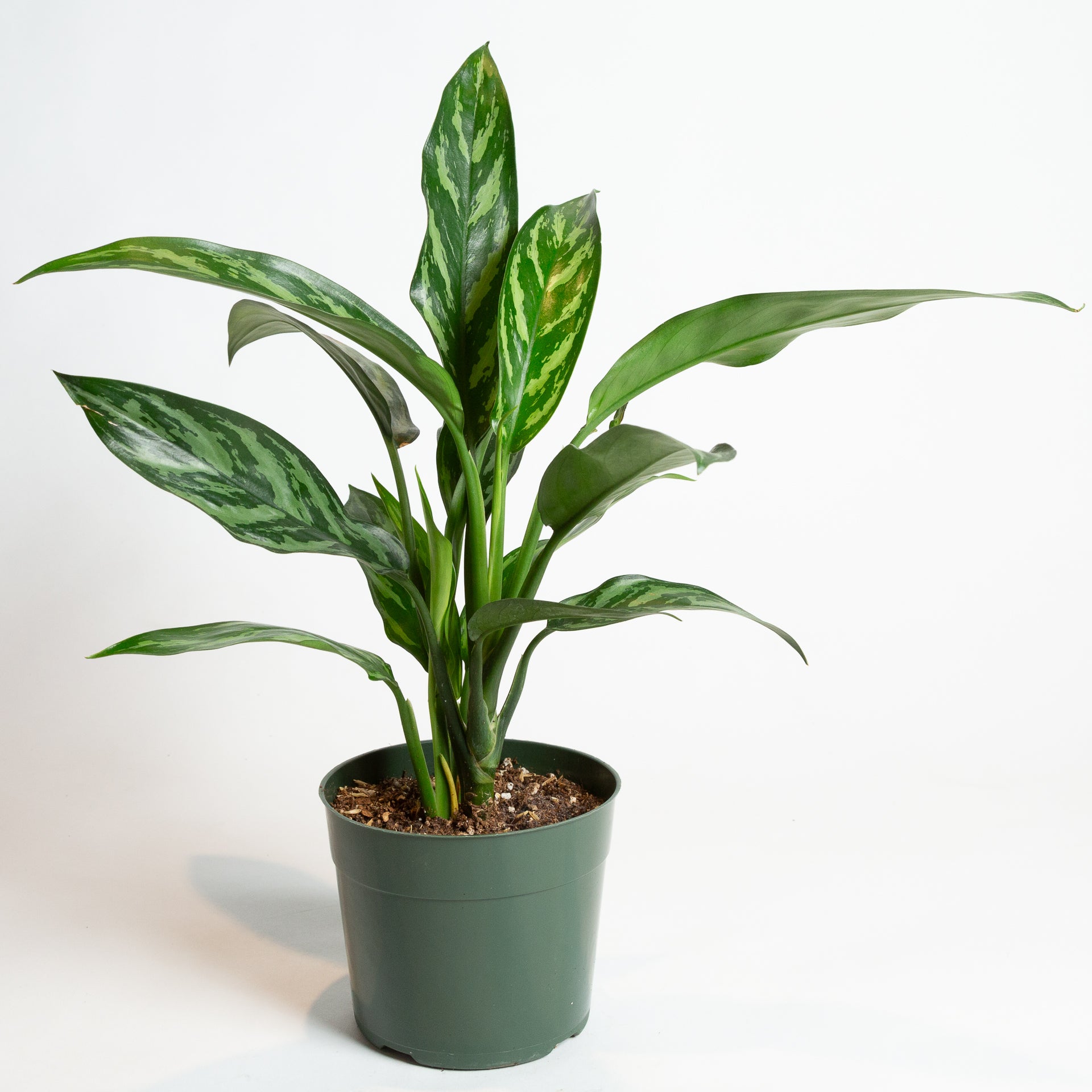 Chinese Evergreen 'Tigress' 6" - Urban Sprouts