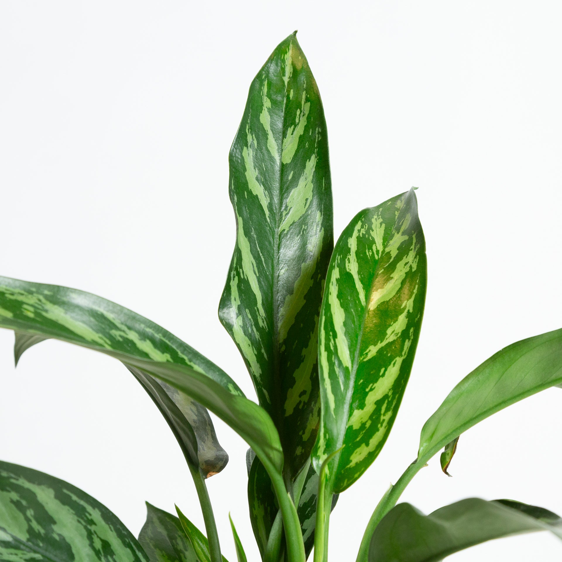 Chinese Evergreen 'Tigress' 6" - Urban Sprouts