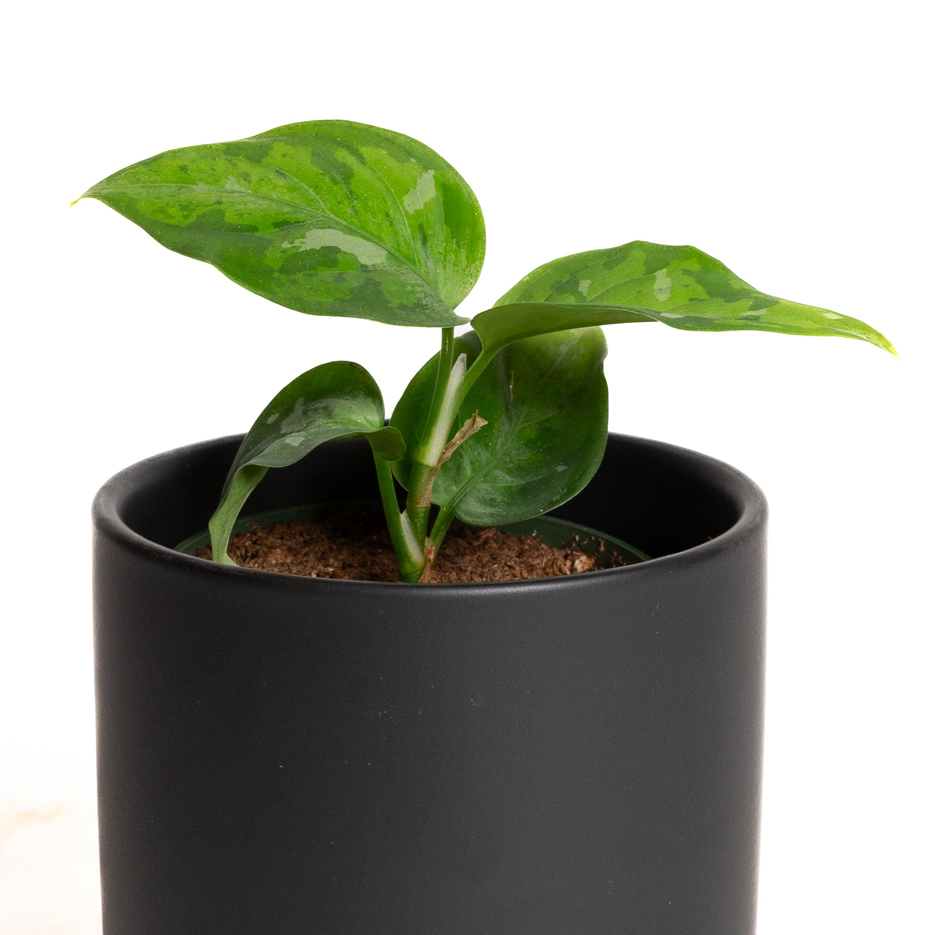 Chinese Evergreen 'Tricolor' 4"