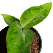 Chinese Evergreen 'Tricolor' 4"