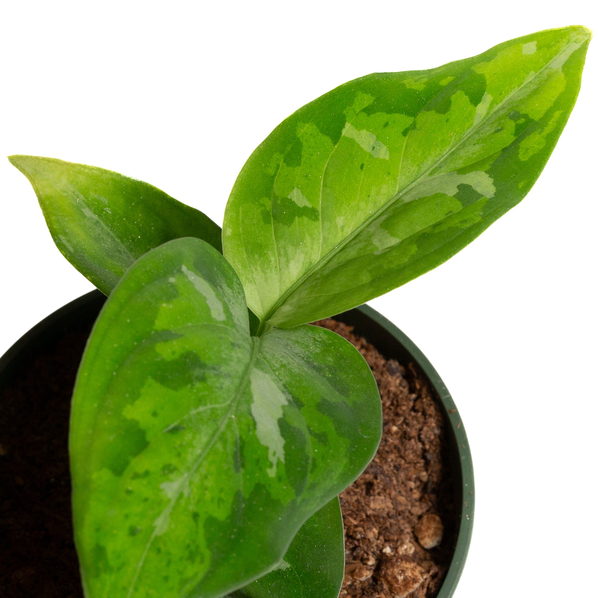 Chinese Evergreen 'Tricolor' 4"