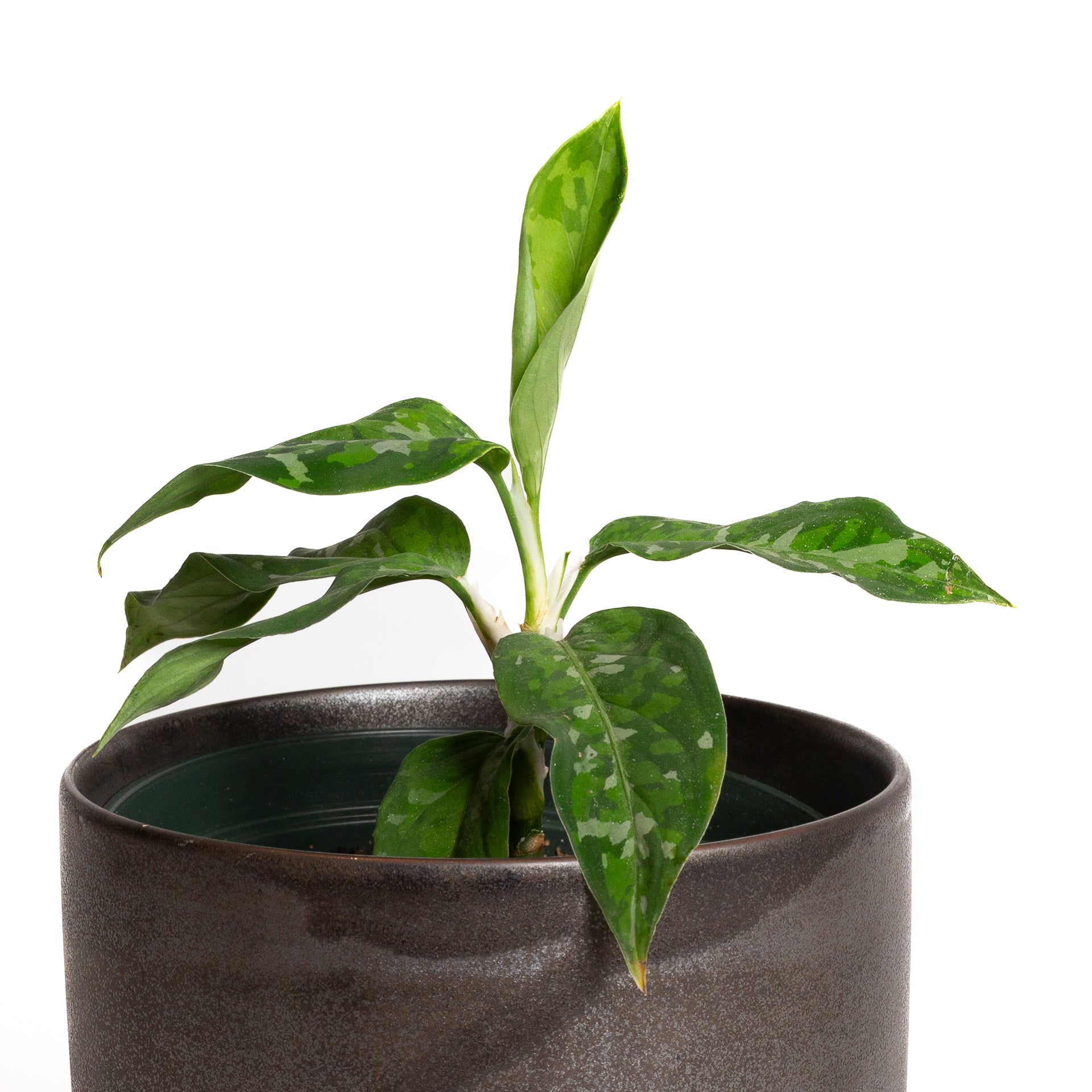 Chinese Evergreen 'Tricolor'