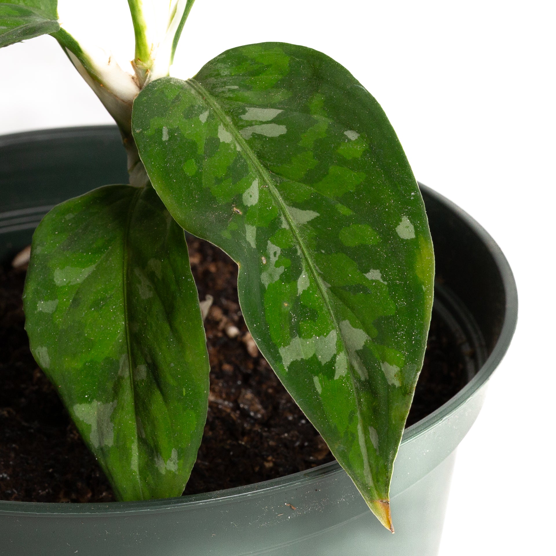 california tropicals aglaonema chinese evergreen Chinese Evergreen 'Tricolor' 6" – Urban Sprouts