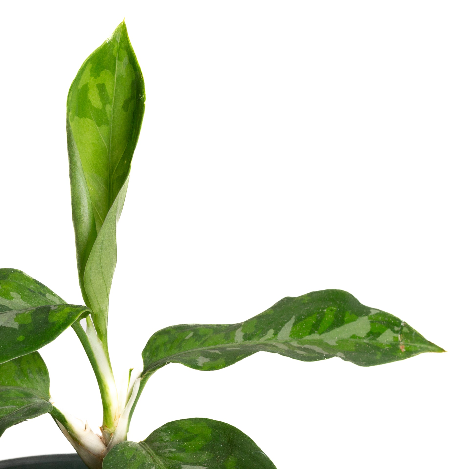 Chinese Evergreen 'Tricolor' 6"