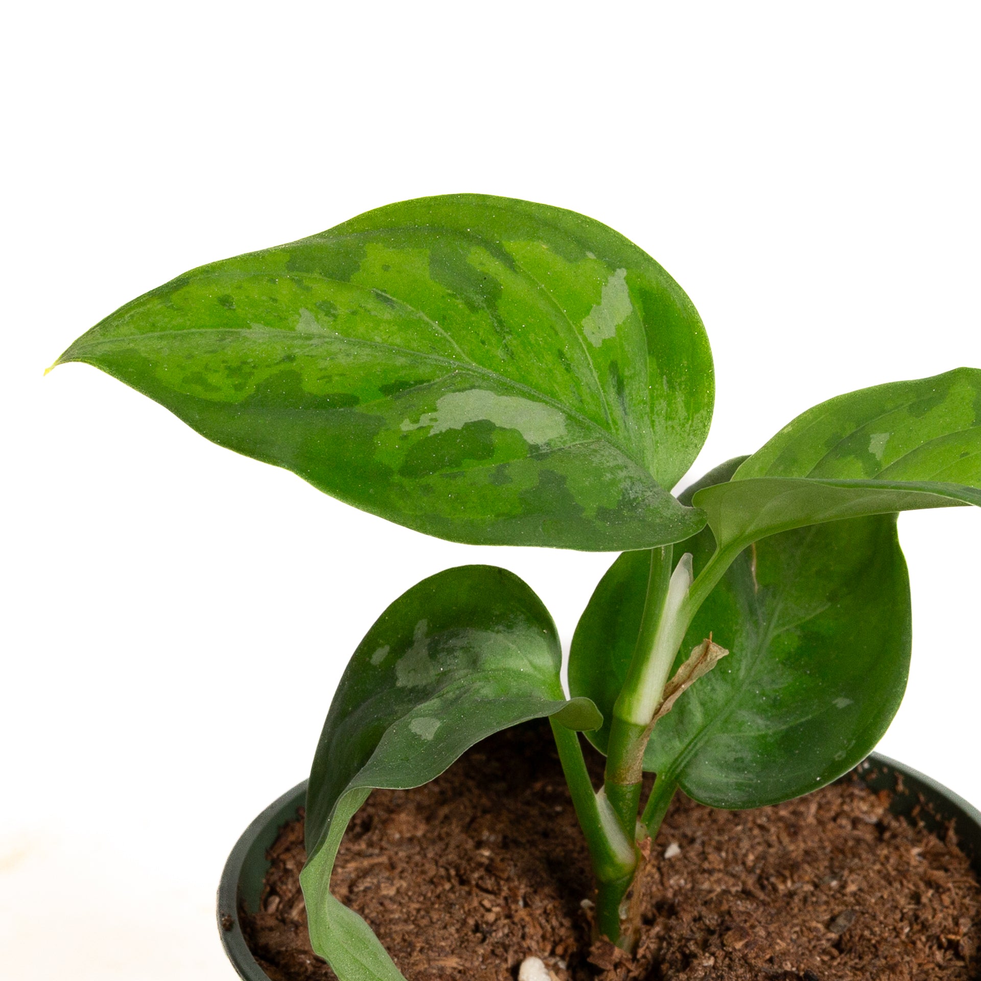 Chinese Evergreen 'Tricolor'