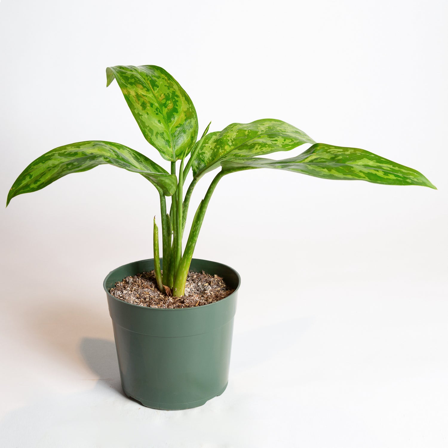 Chinese Evergreen 'Amelia' 6"