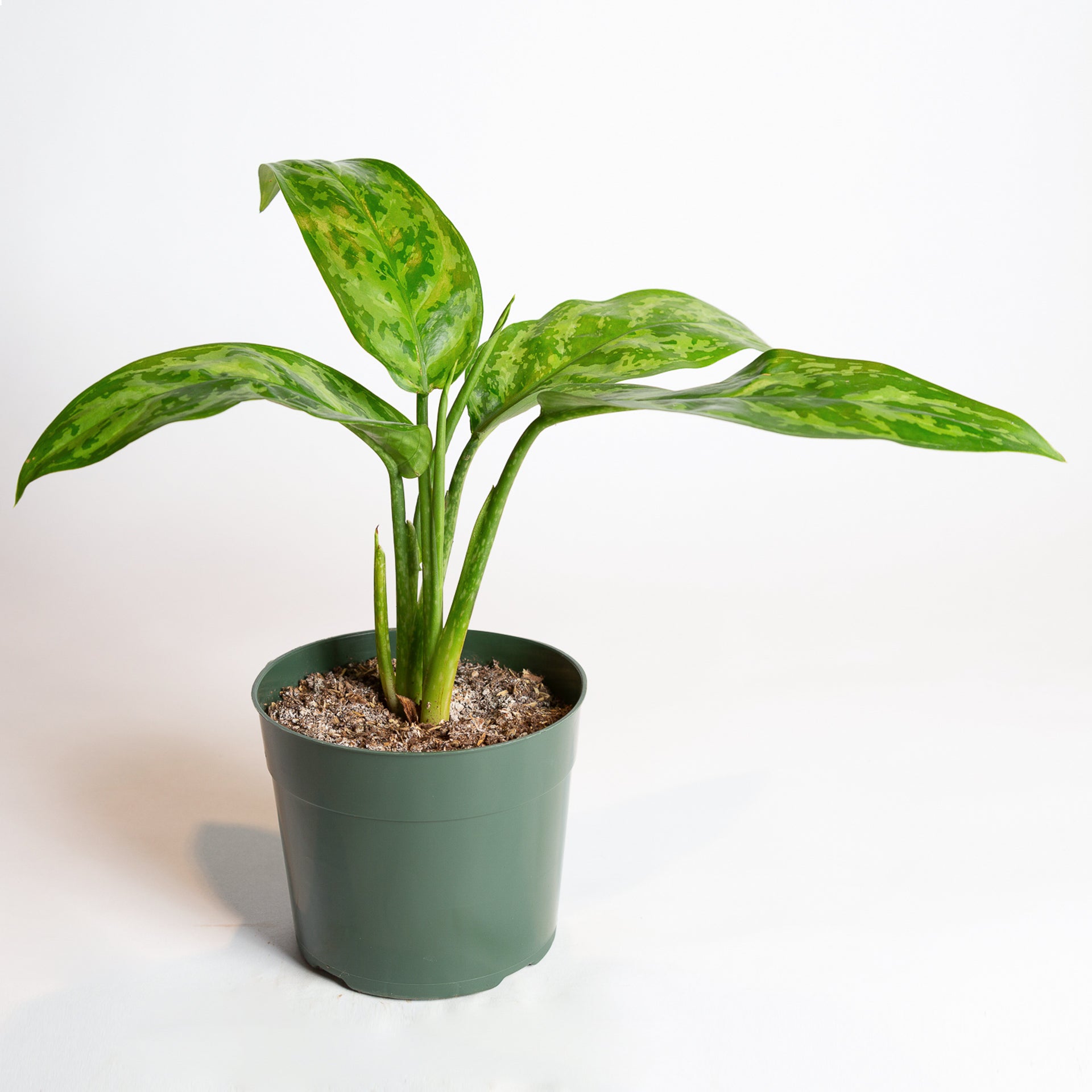 Chinese Evergreen 'Amelia' 6" - Urban Sprouts