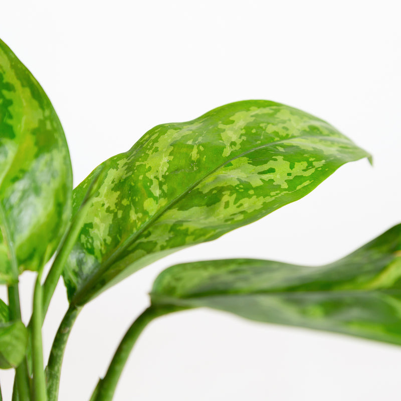 Chinese Evergreen 'Amelia' 6"