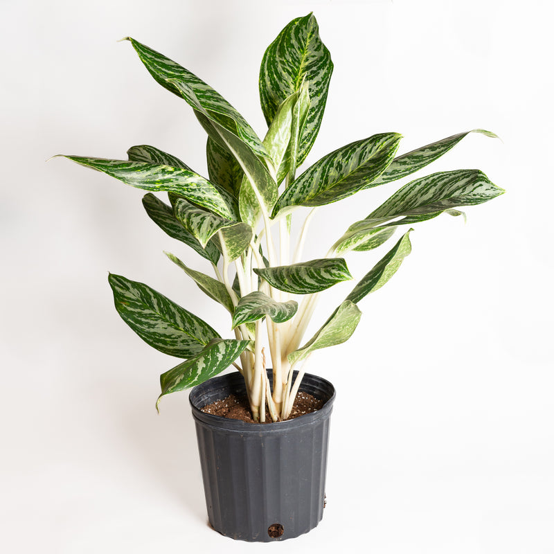 Chinese Evergreen 'Golden Madonna' 8"