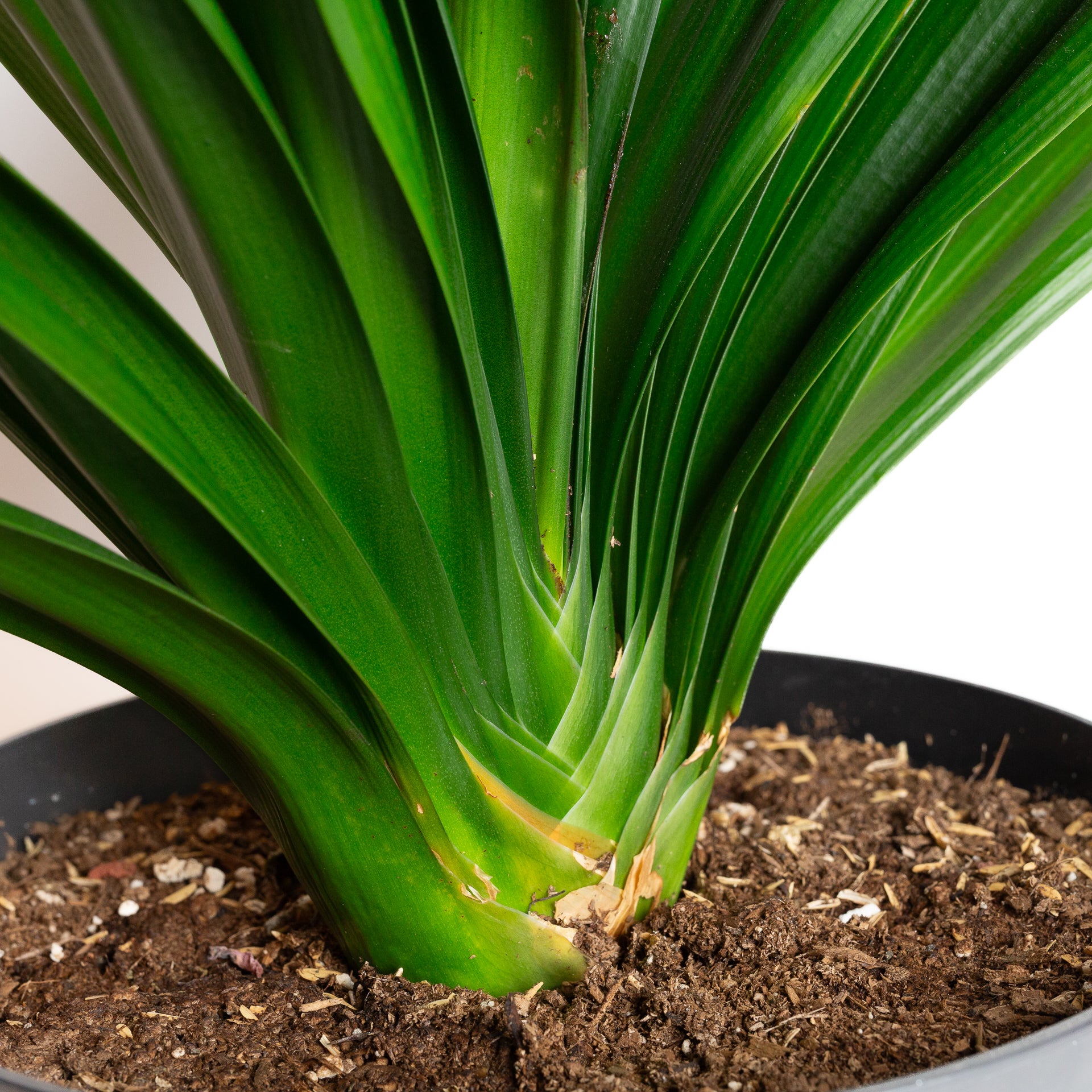 Clivia 10" - Urban Sprouts