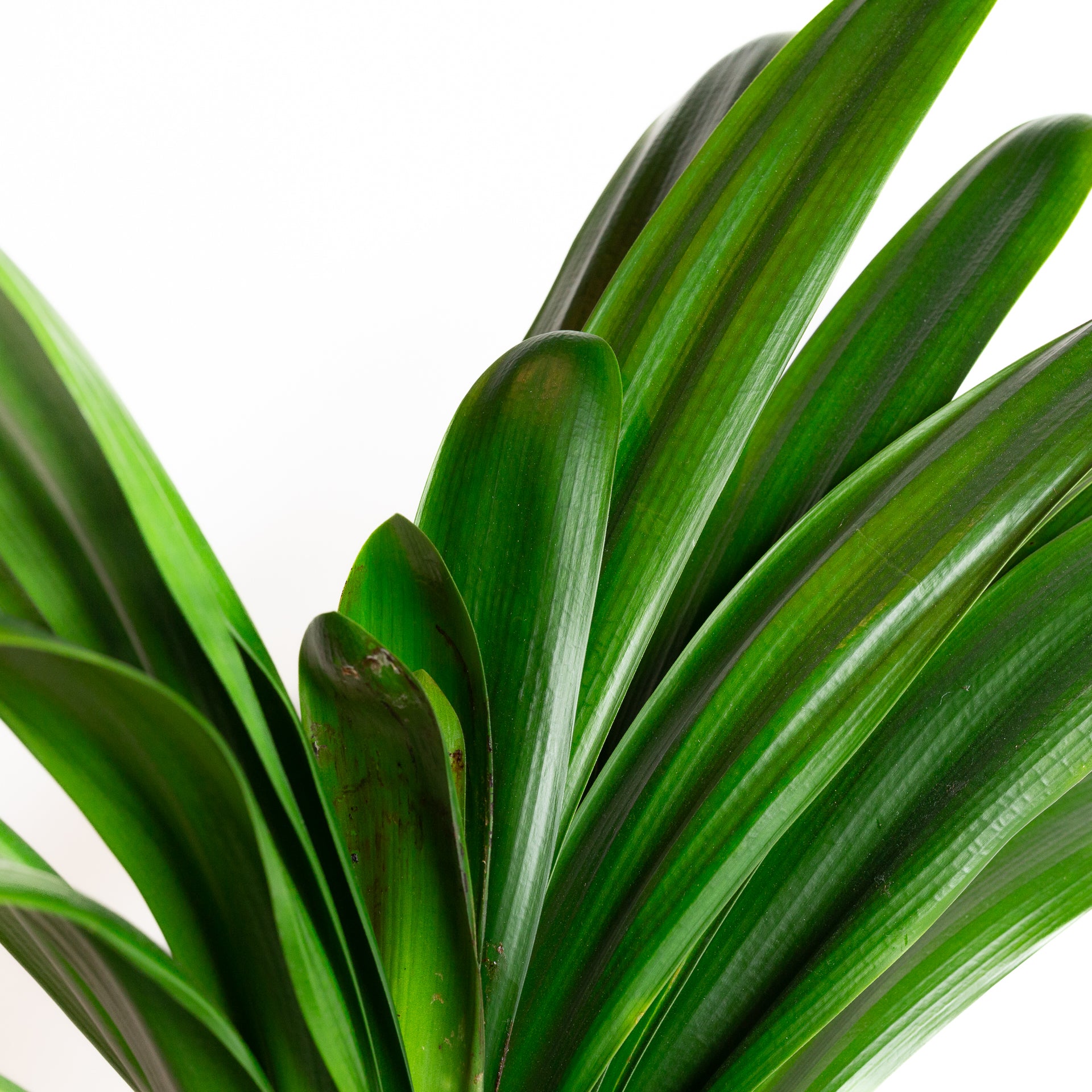 Clivia 10" - Urban Sprouts