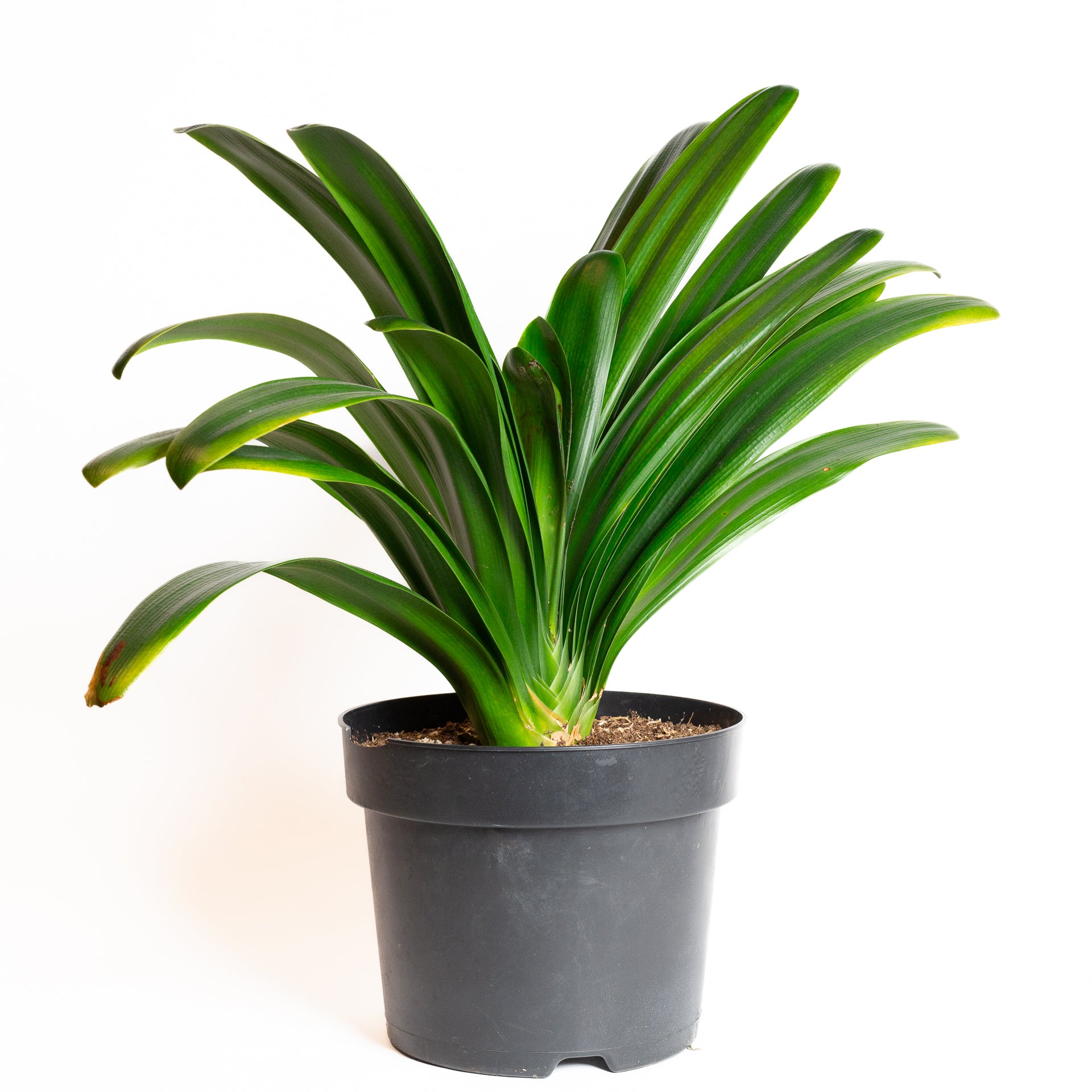 Clivia 10" - Urban Sprouts