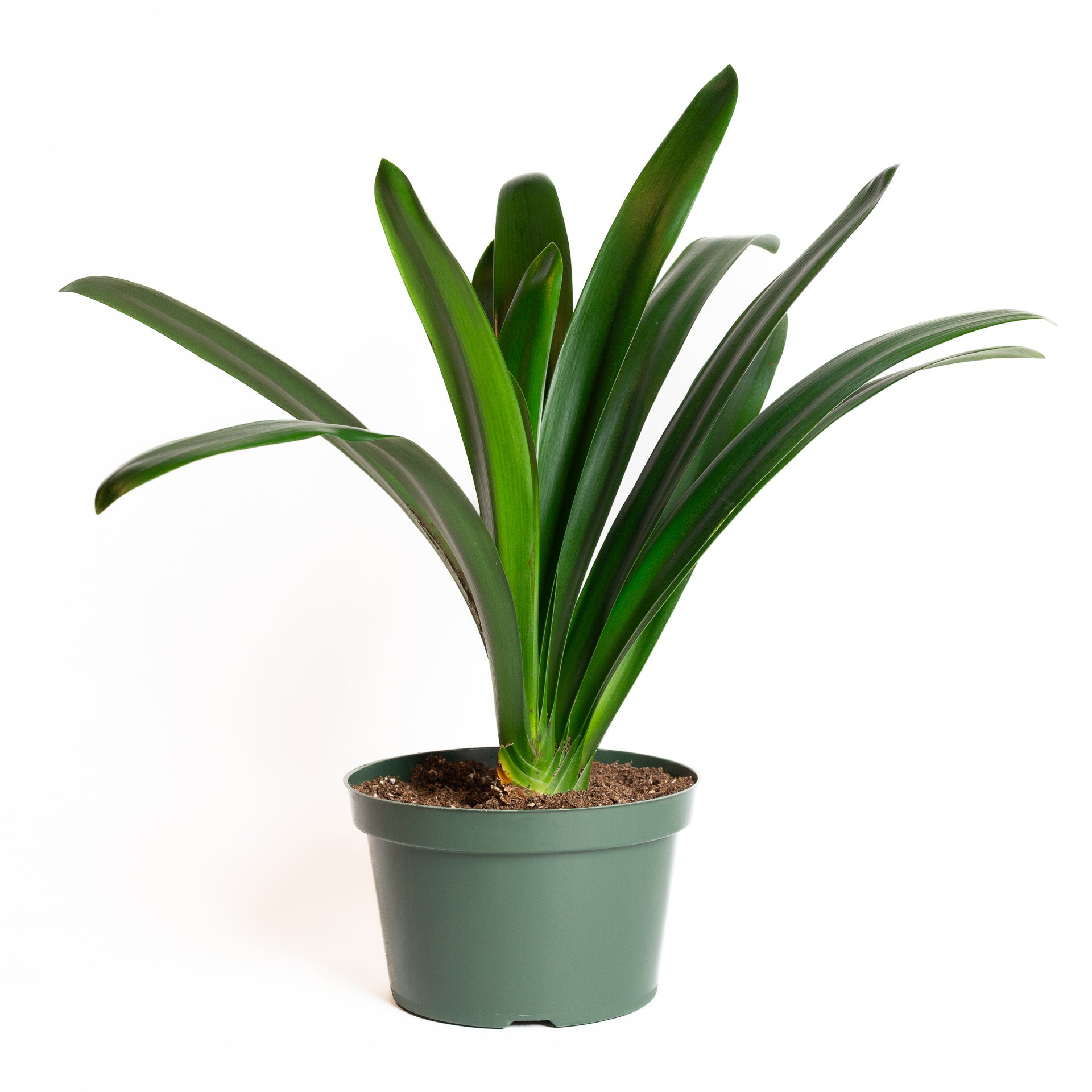 Clivia 6" - Urban Sprouts