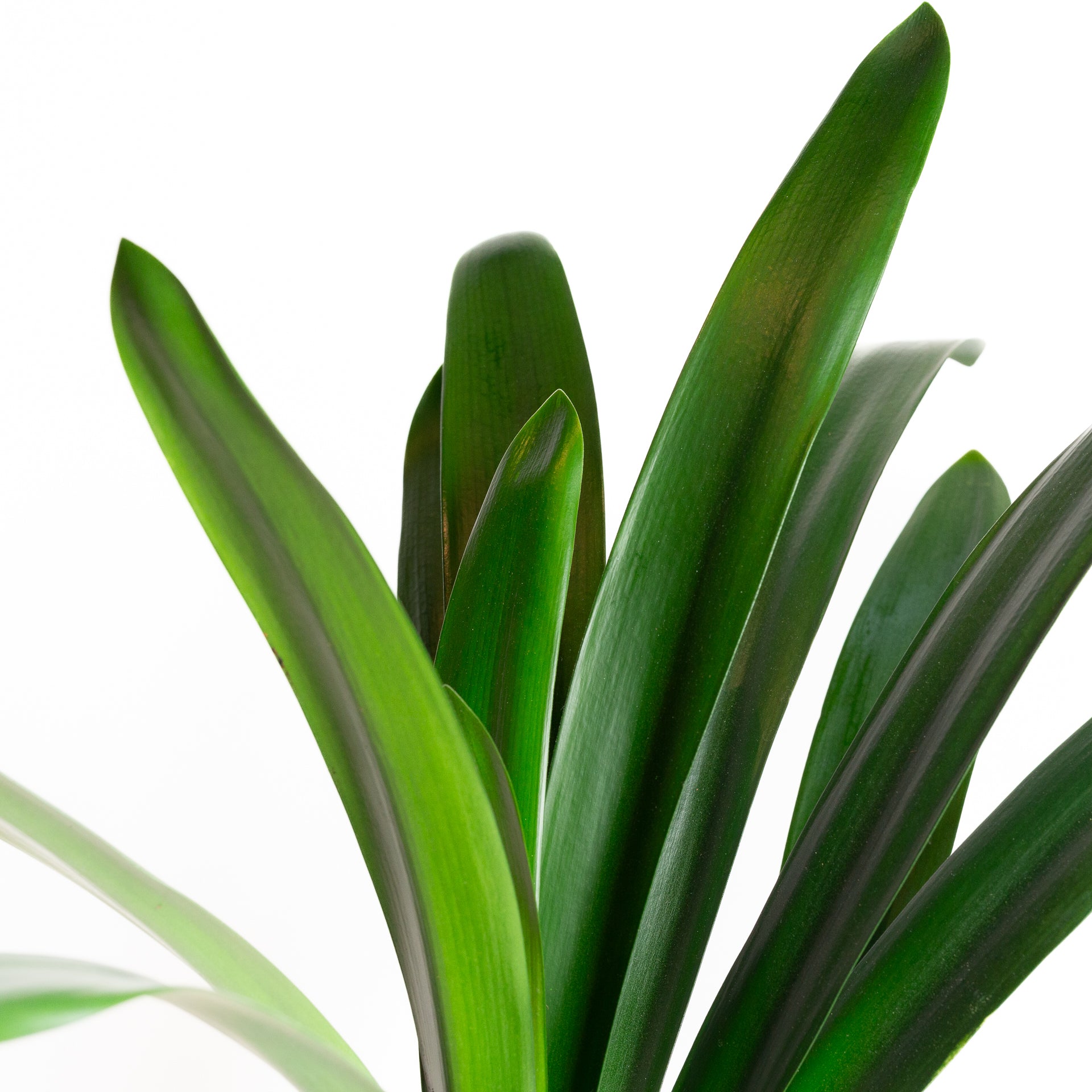 Clivia 8" - Urban Sprouts