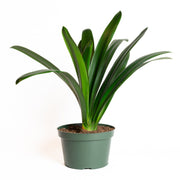 Clivia 8" - Urban Sprouts