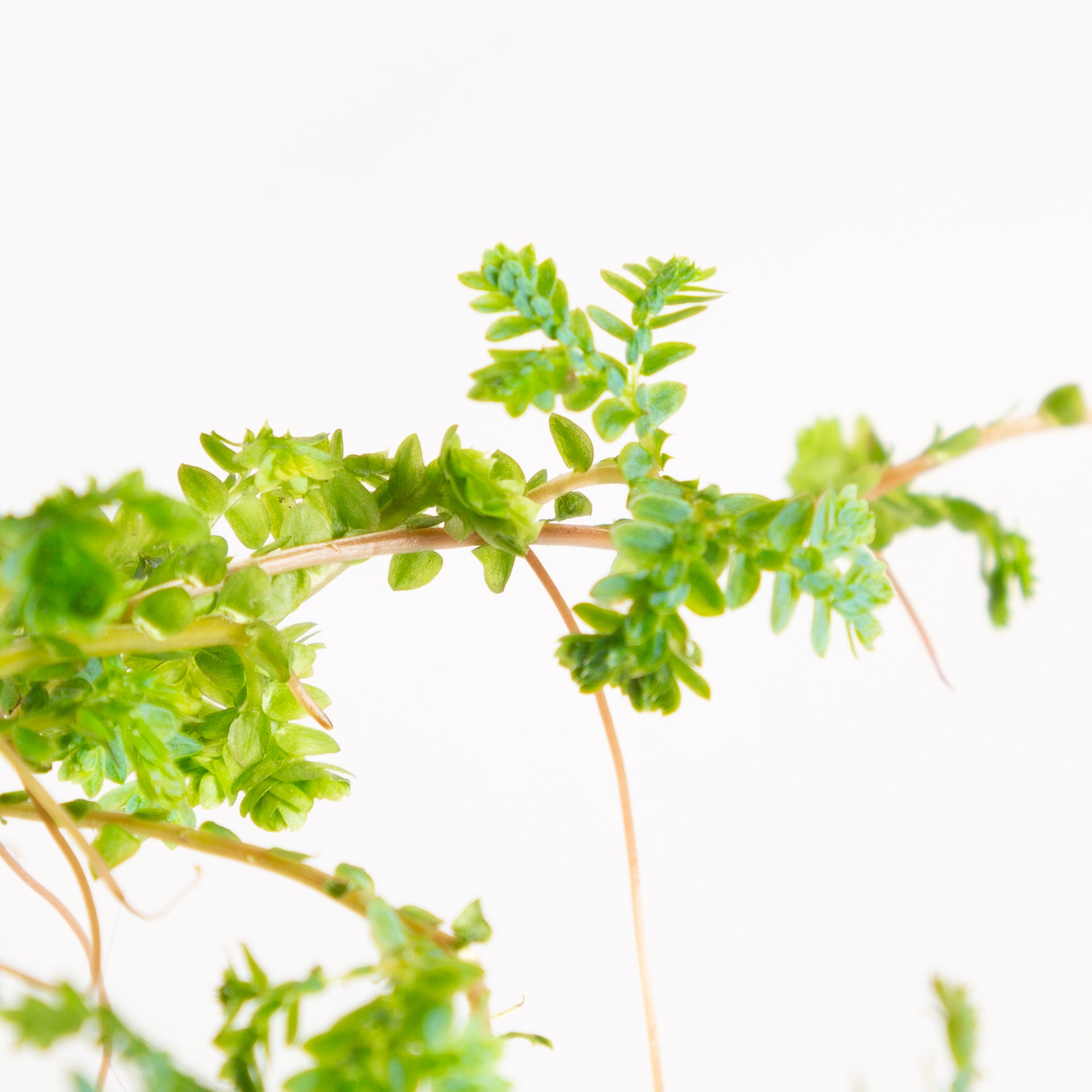 Club Moss 'Peacock' 4" - Urban Sprouts