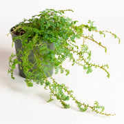 Club Moss 'Peacock' 4" - Urban Sprouts