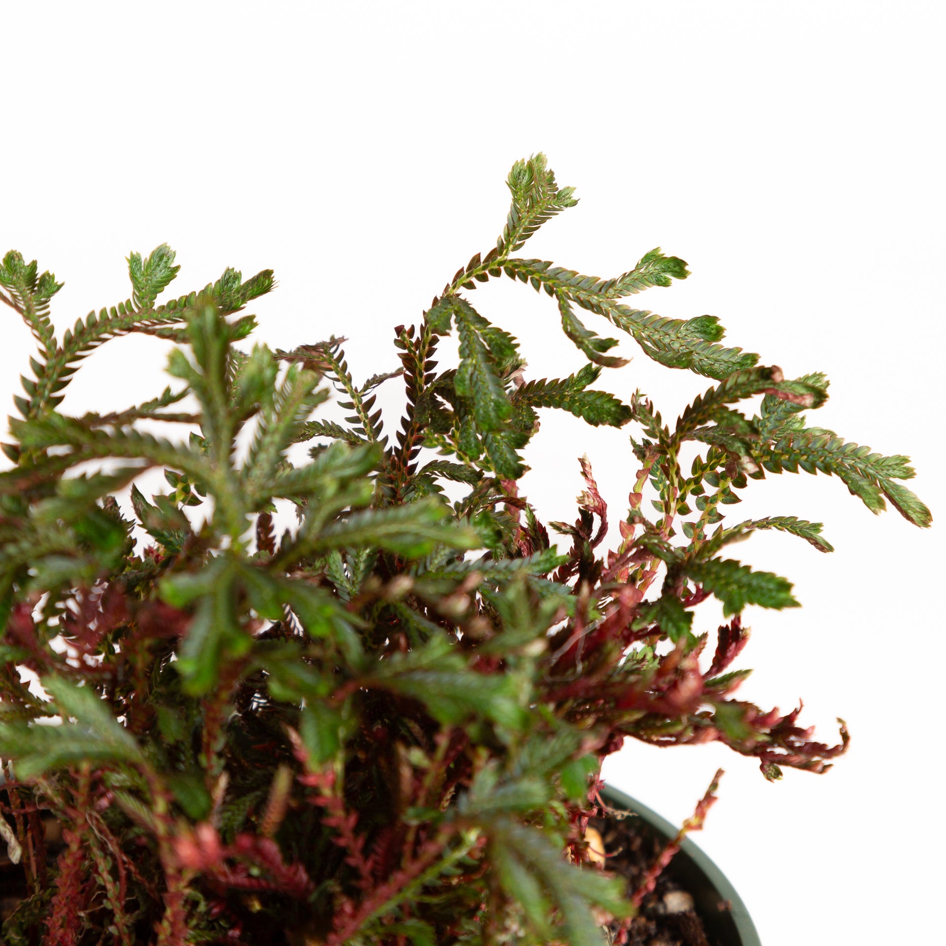 Club Moss 'Ruby Red' 4" - Urban Sprouts