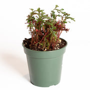 Club Moss 'Ruby Red' 4" - Urban Sprouts