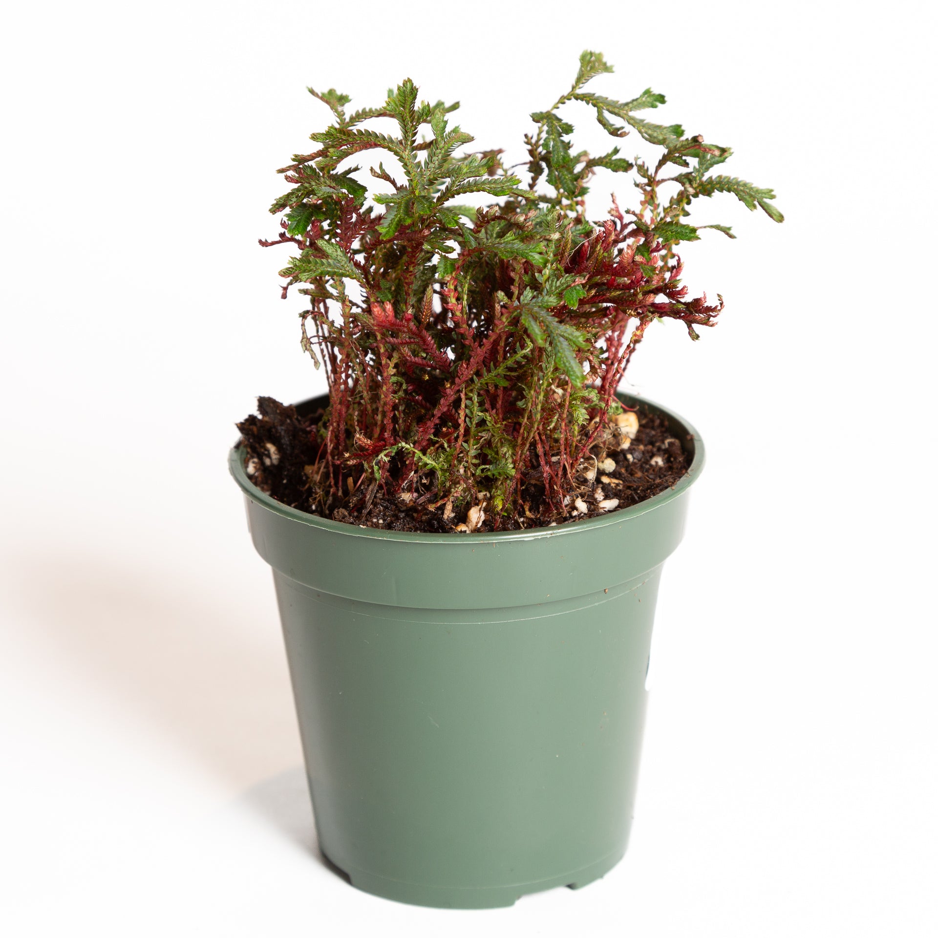 Club Moss 'Ruby Red' 4" - Urban Sprouts