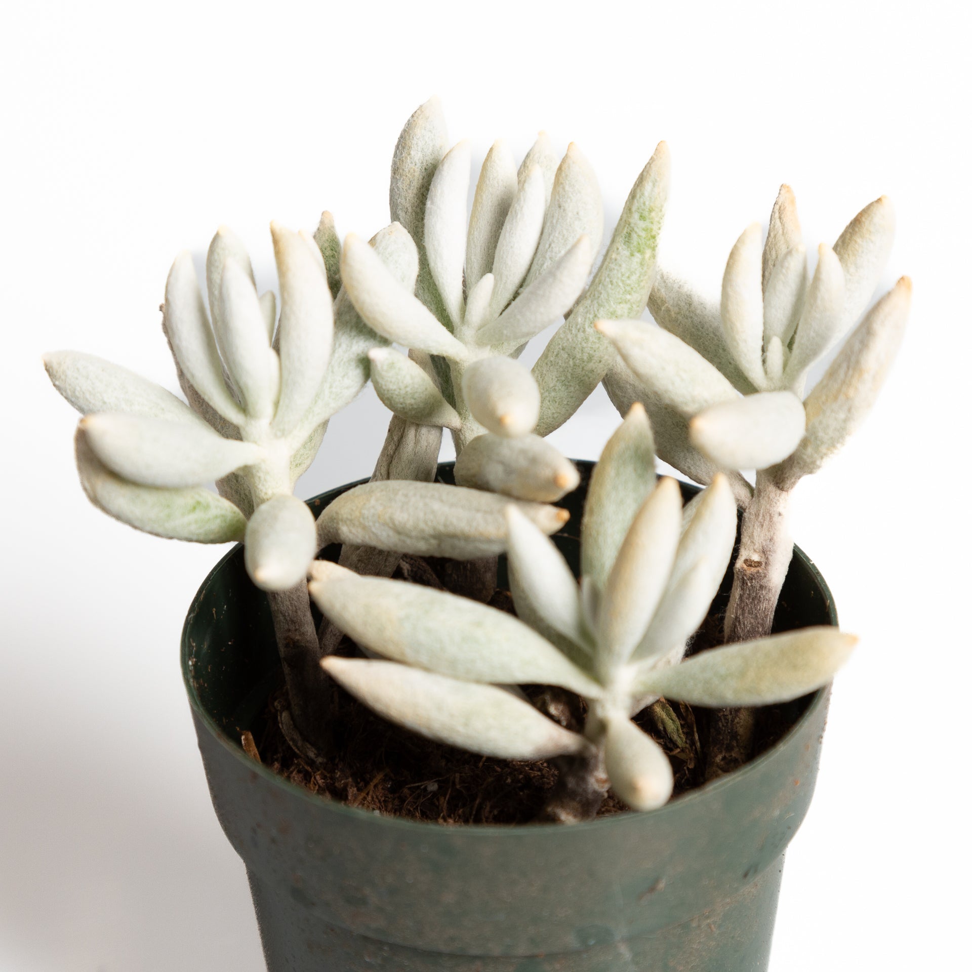 Succulent 'Cocoon' 2.5" - Urban Sprouts