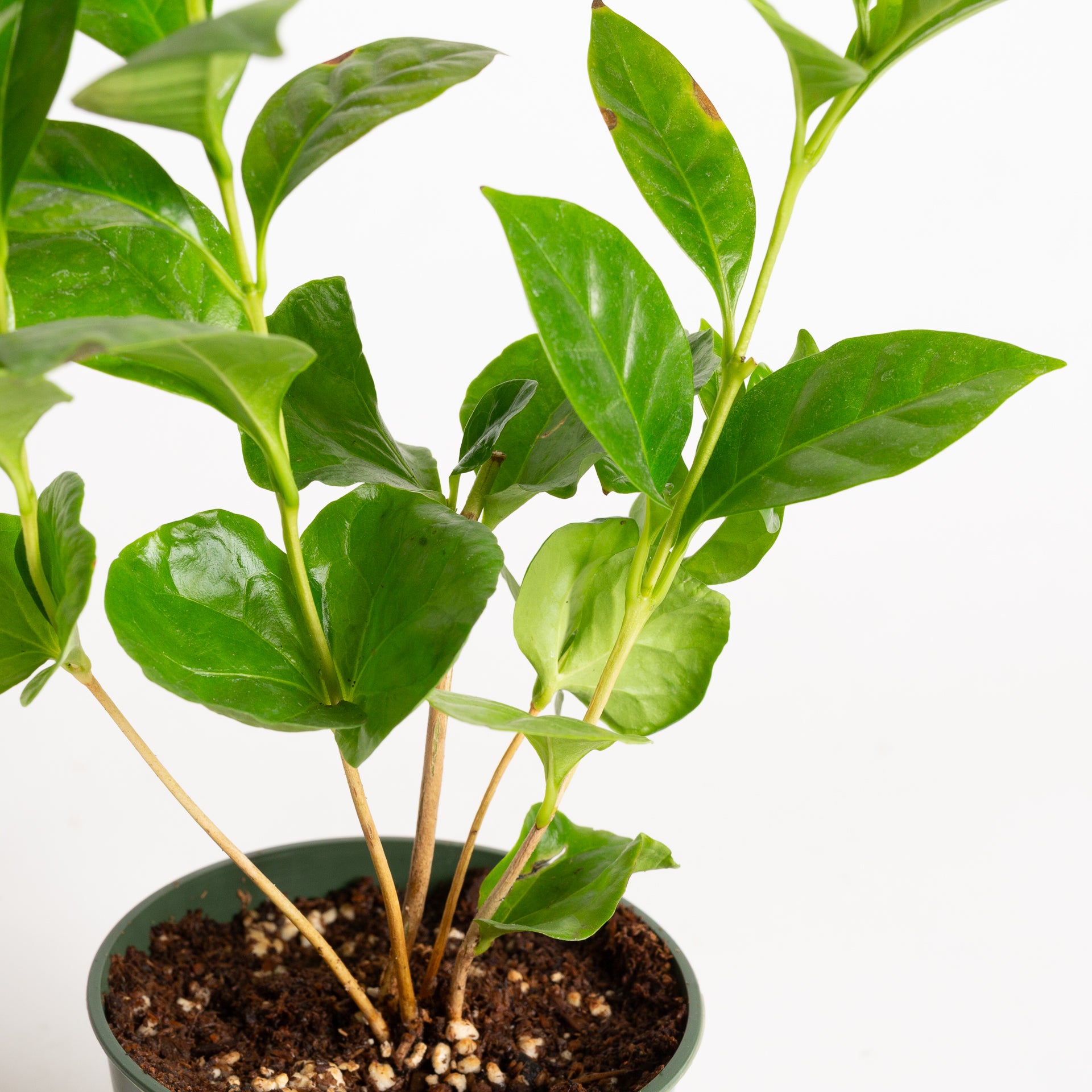 Coffee 'Arabica' 4” XL - Urban Sprouts