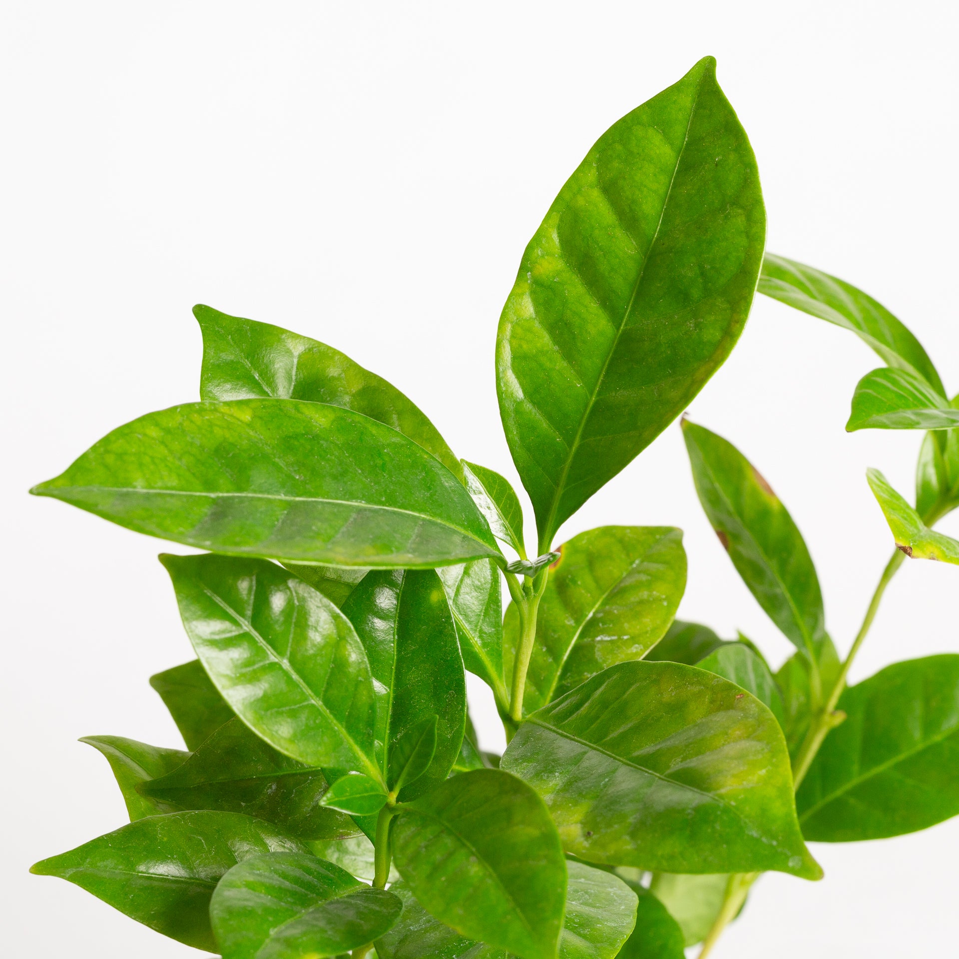 Coffee 'Arabica' 4” XL - Urban Sprouts